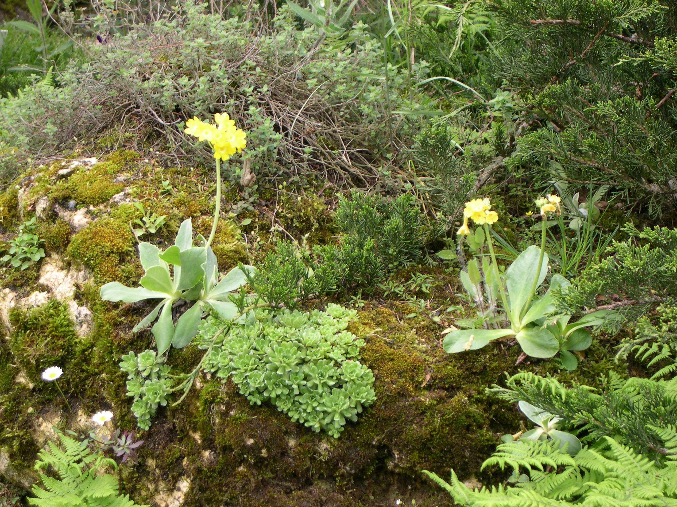 primula_auricula1md
