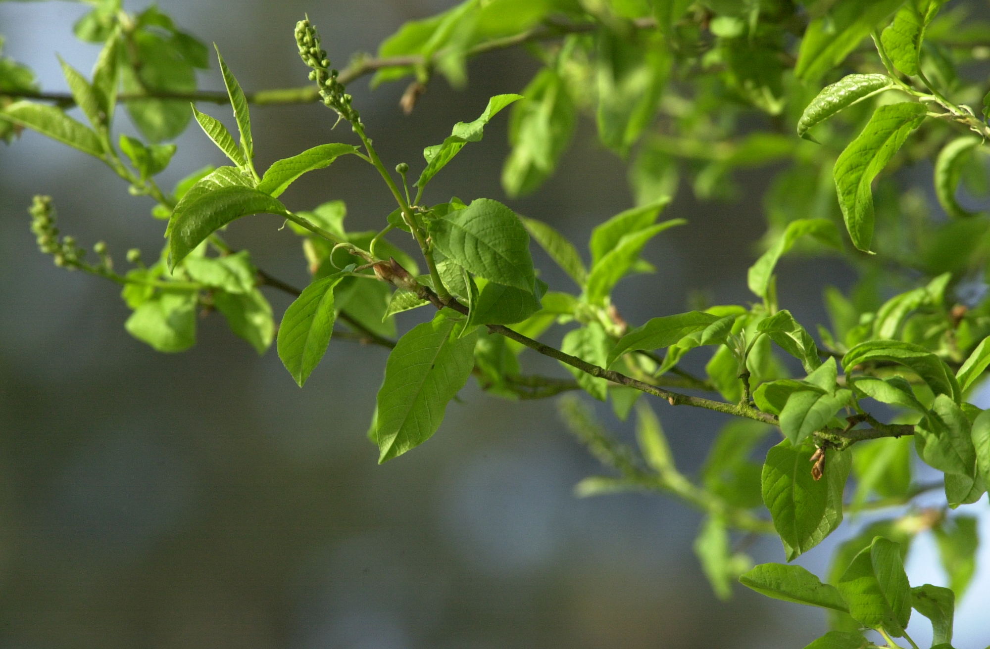 prunus_virginiana1md