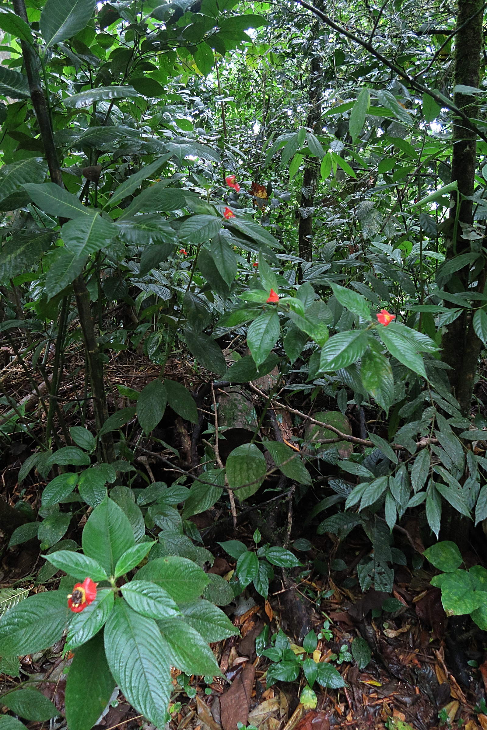 Afficher le média Psychotria_poeppigiana Psychotria_poeppigiana