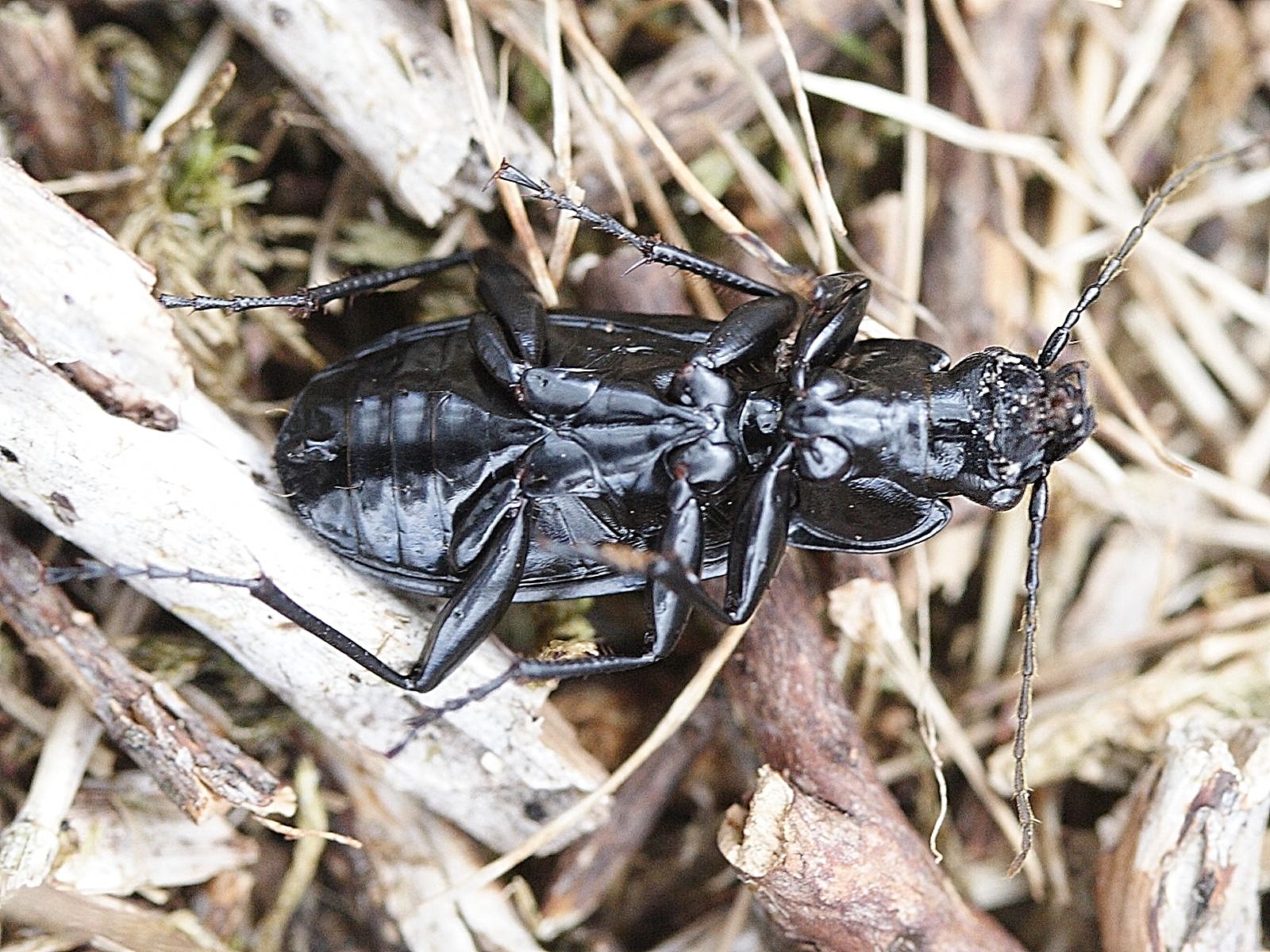 pterostichus_niger3md