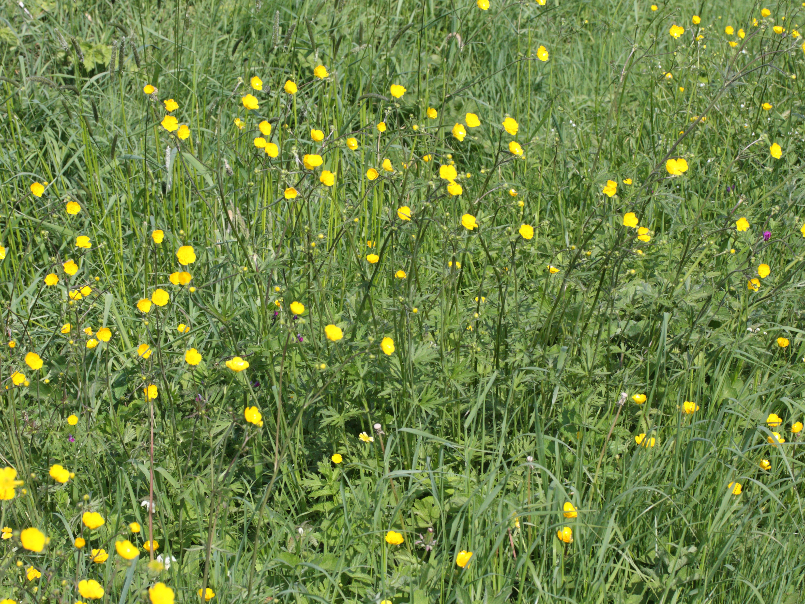 Afficher le média ranunculus_acris1md ranunculus_acris1md