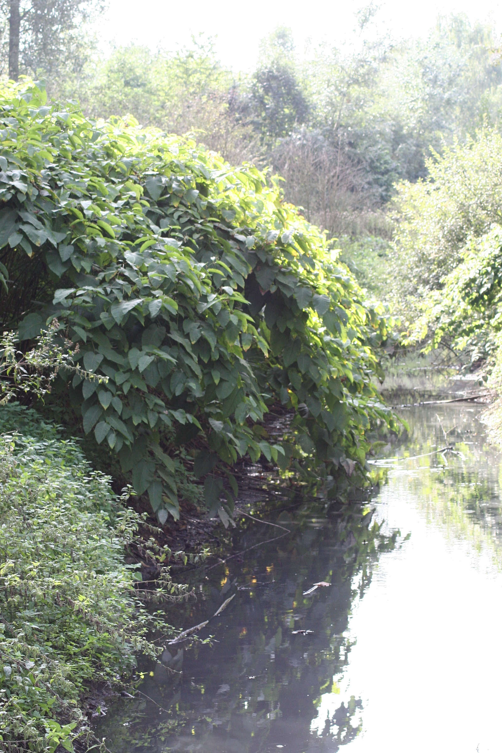 reynoutria_x_bohemica2md