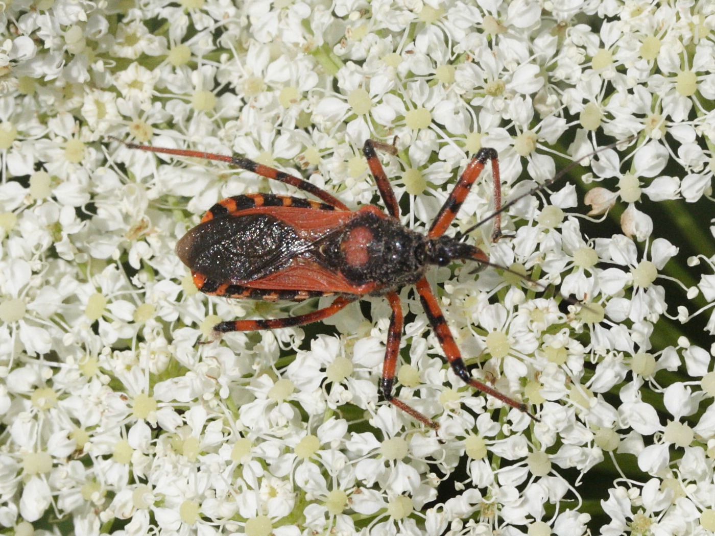 rhynocoris_cuspidatus3md