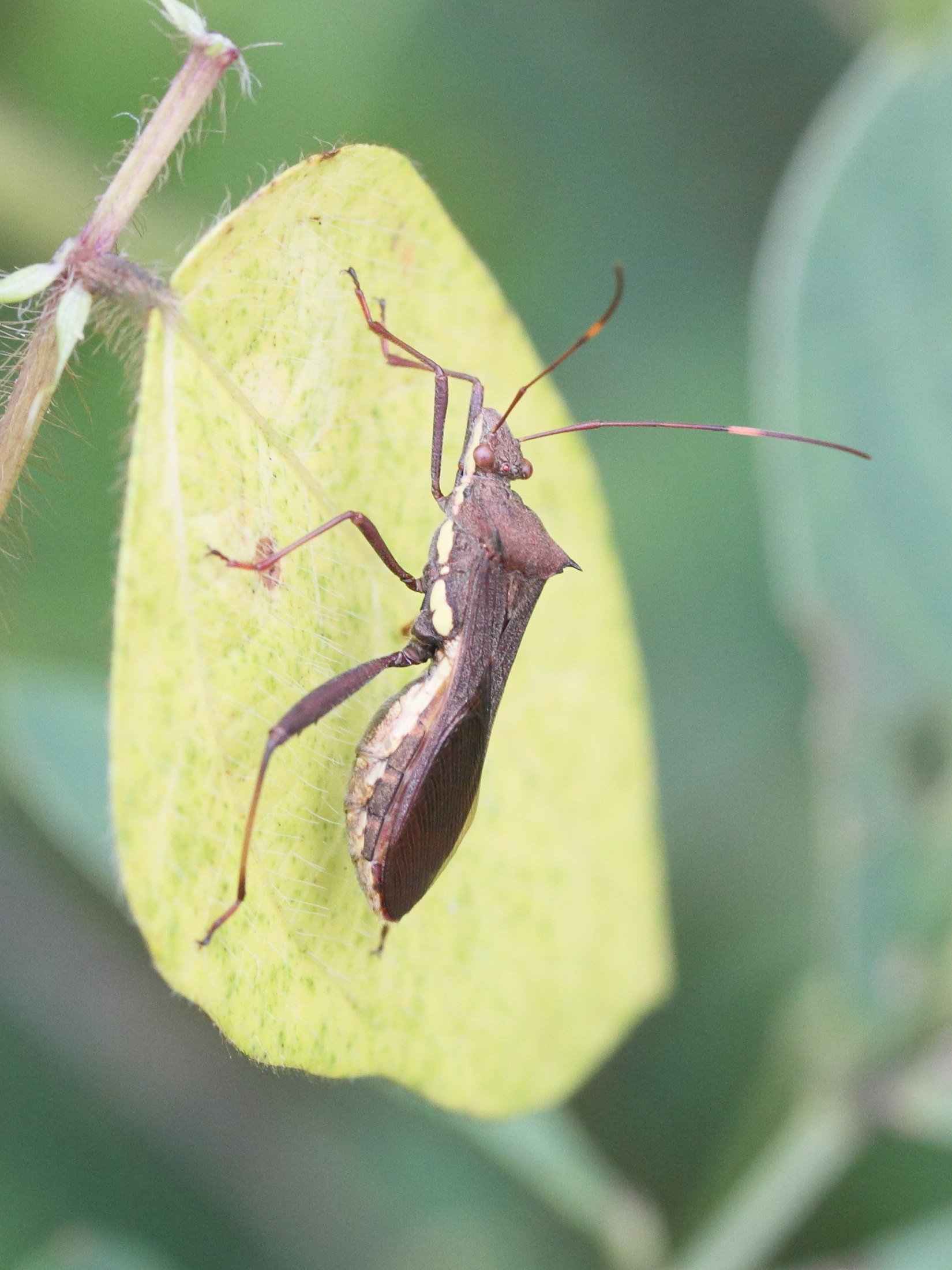 riptortus_dentipes2md