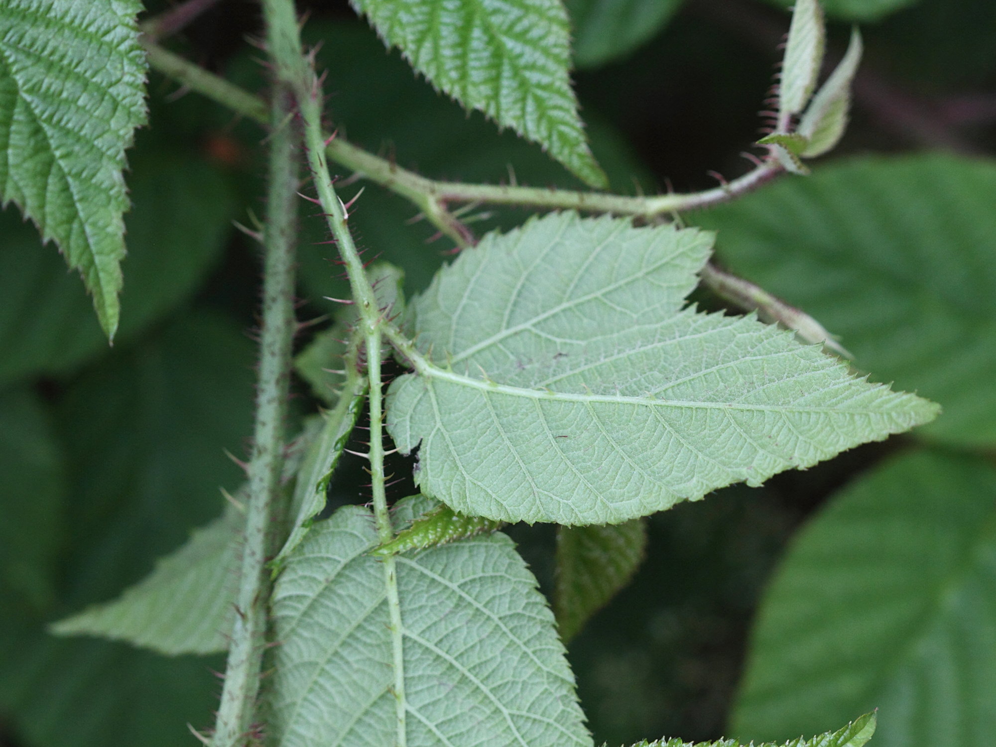 rubus_saxatilis5md