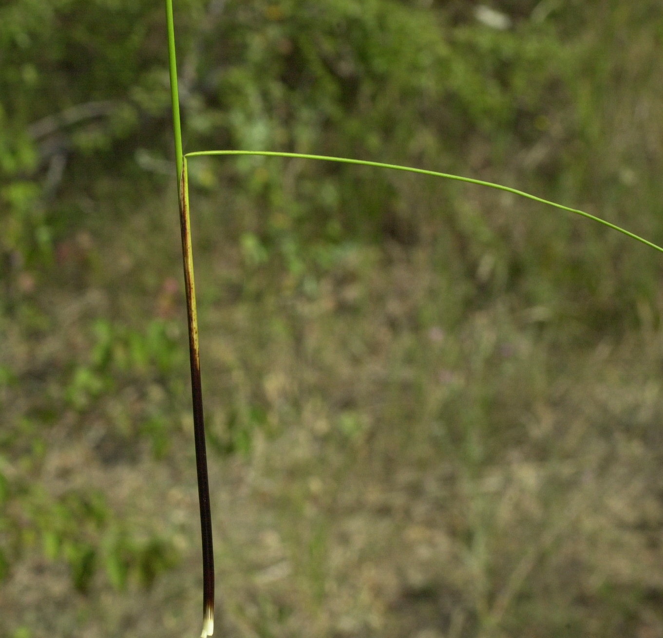 schoenus_nigricans2md