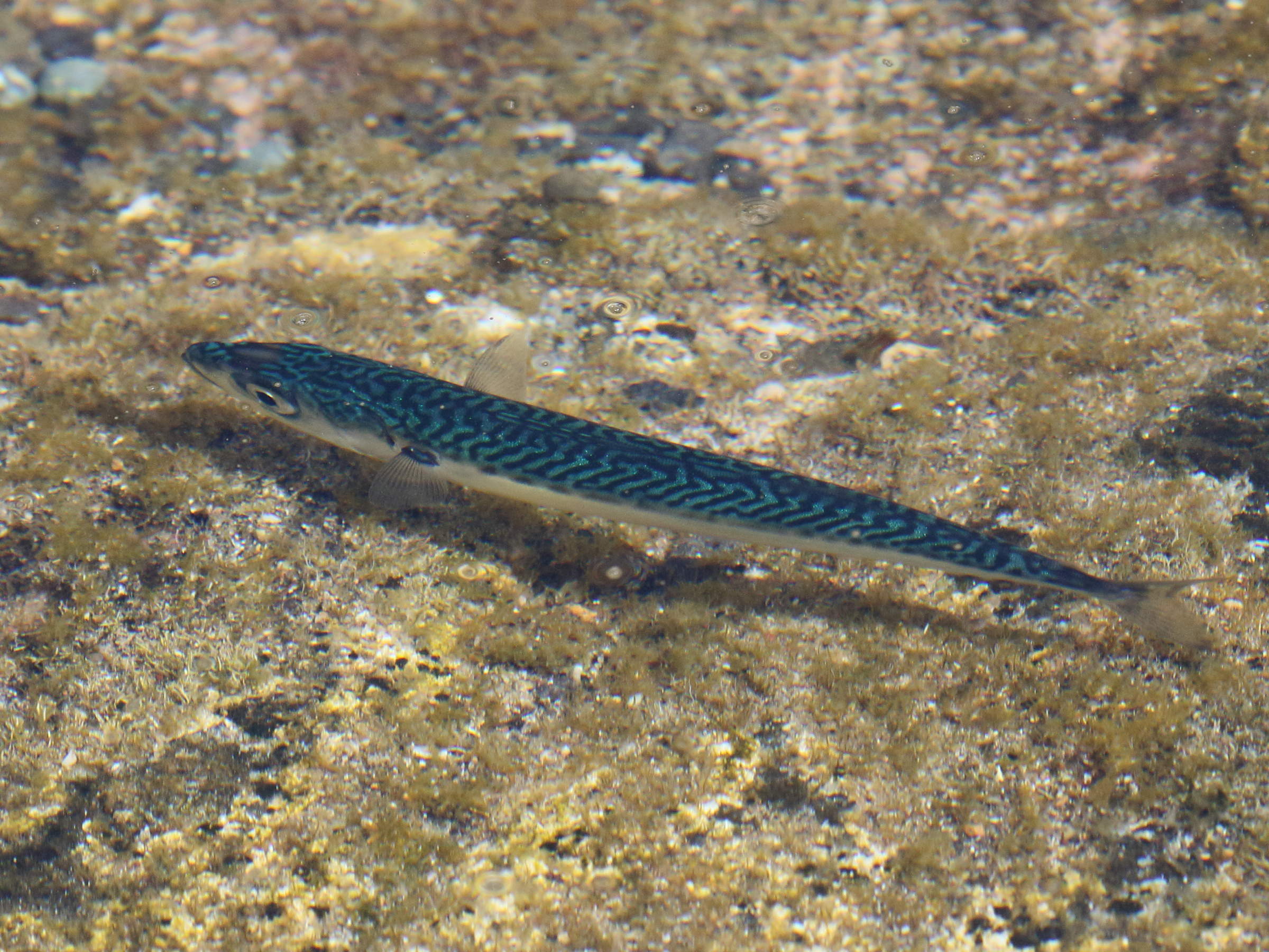 Afficher le média scomber_scombrus3bd scomber_scombrus3bd