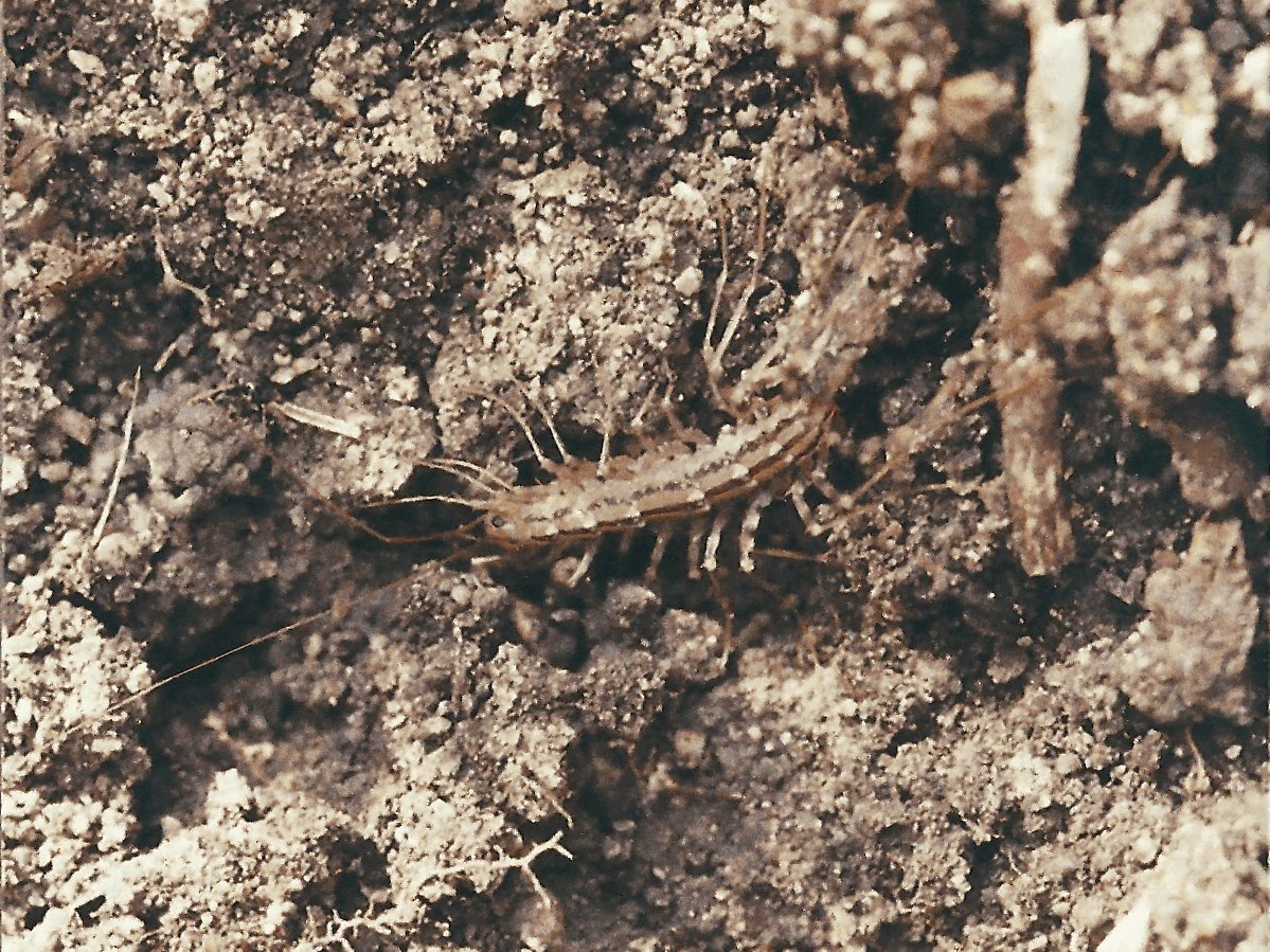 Afficher le média scutigera_coleoptrata3md scutigera_coleoptrata3md