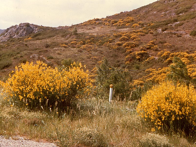 spartium_junceum1bmcf