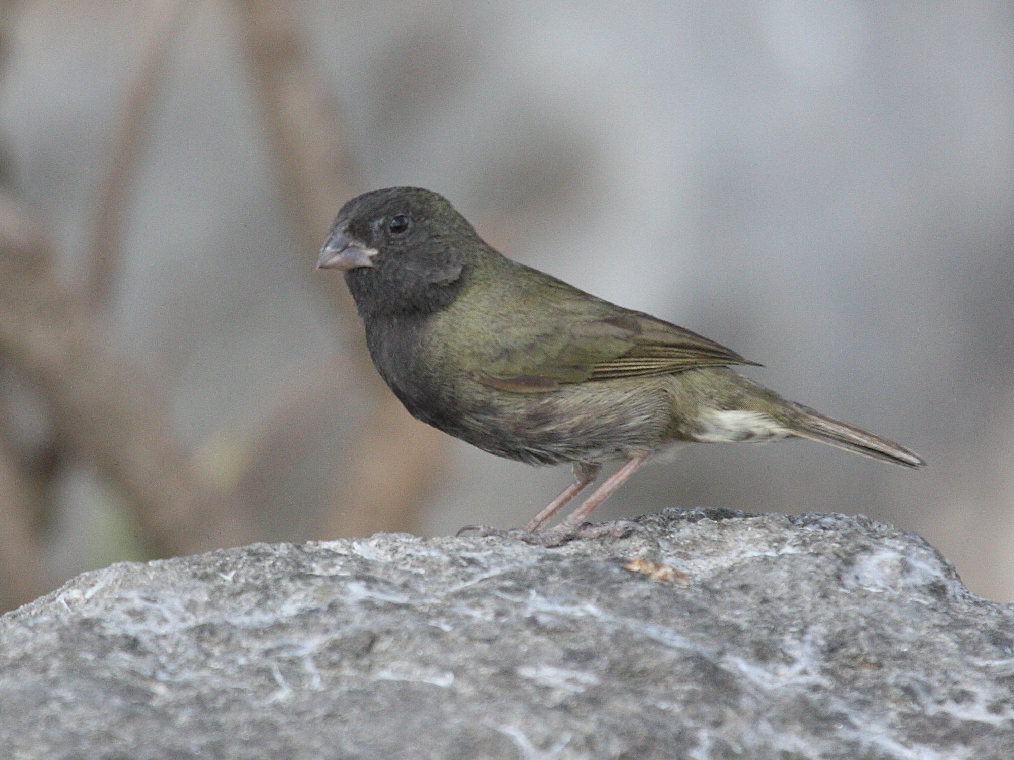 sporophile_cici_-_tiaris_bicolor4bd