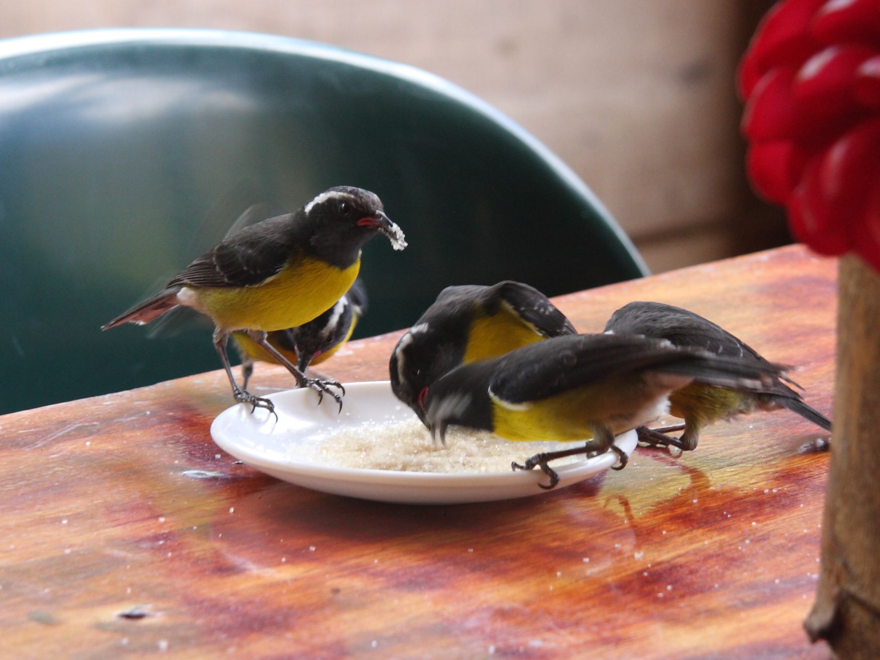 sucrier_a_ventre_jaune_-_coereba_flaveola4sd