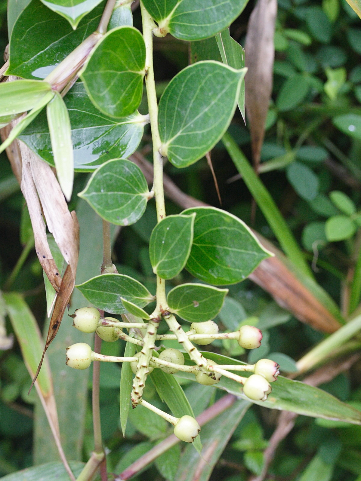 symphysia_racemosa4bmd