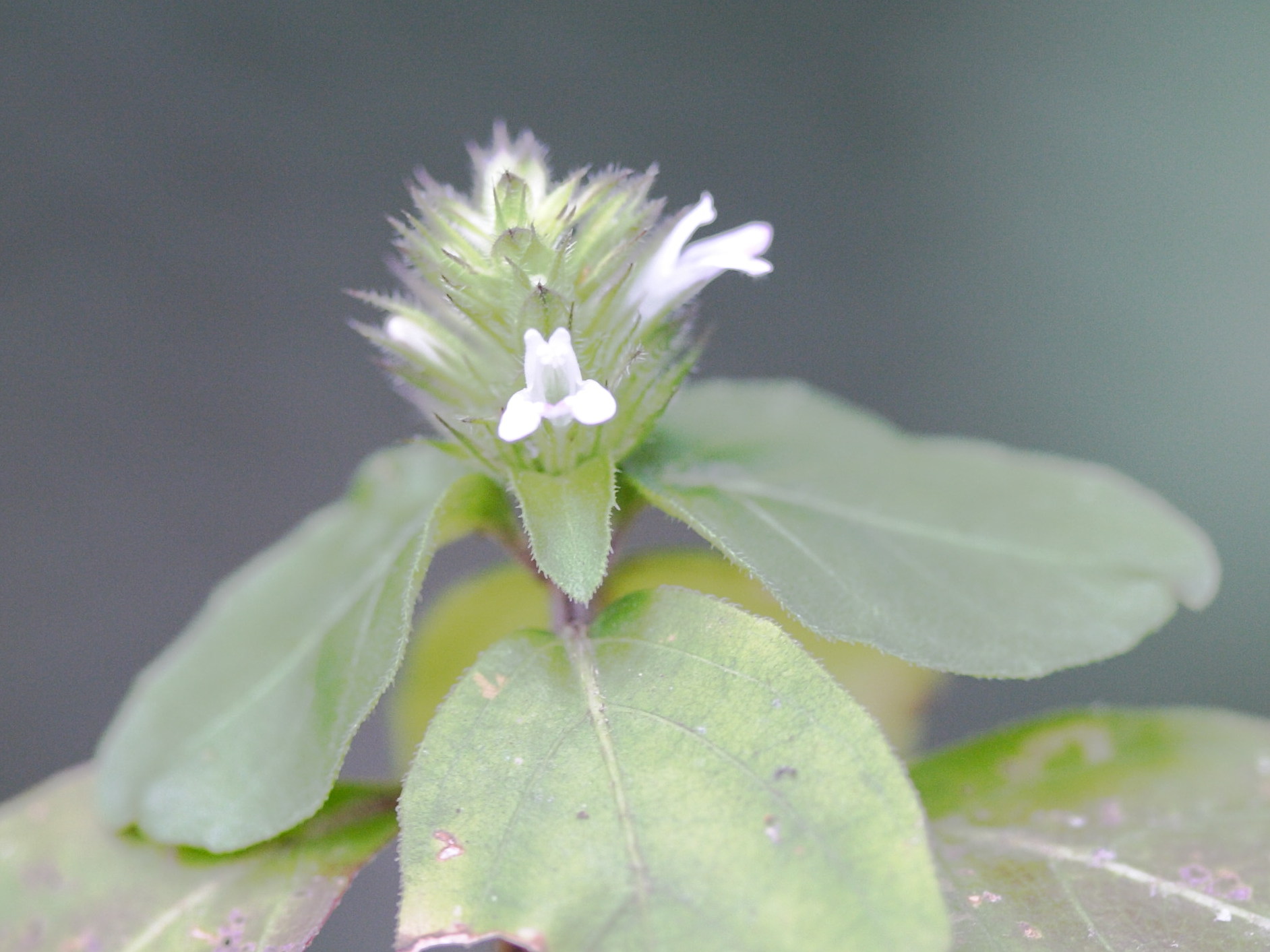 tellostachys_alopecuroides1md