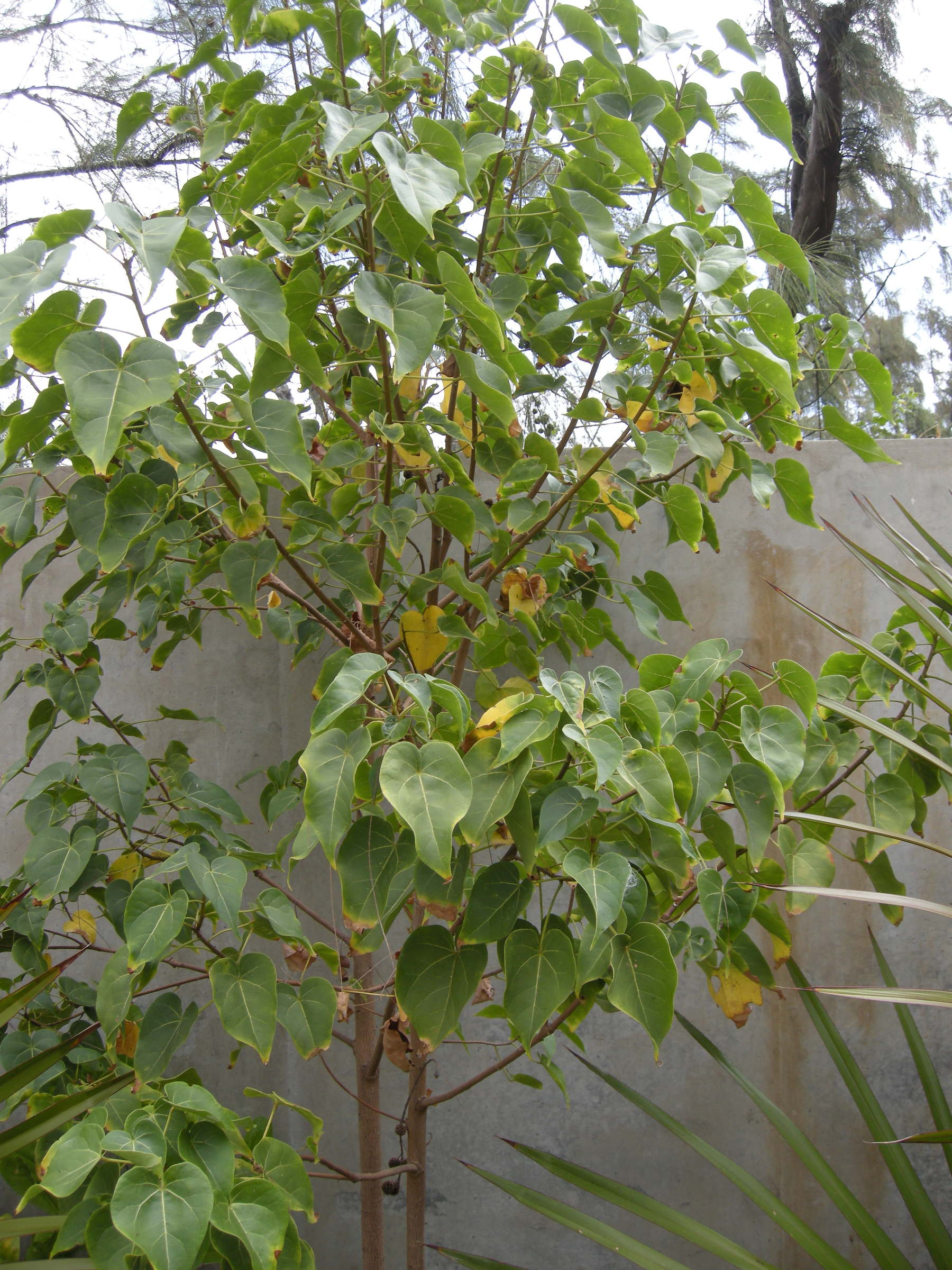 thespesia_populnea9bd