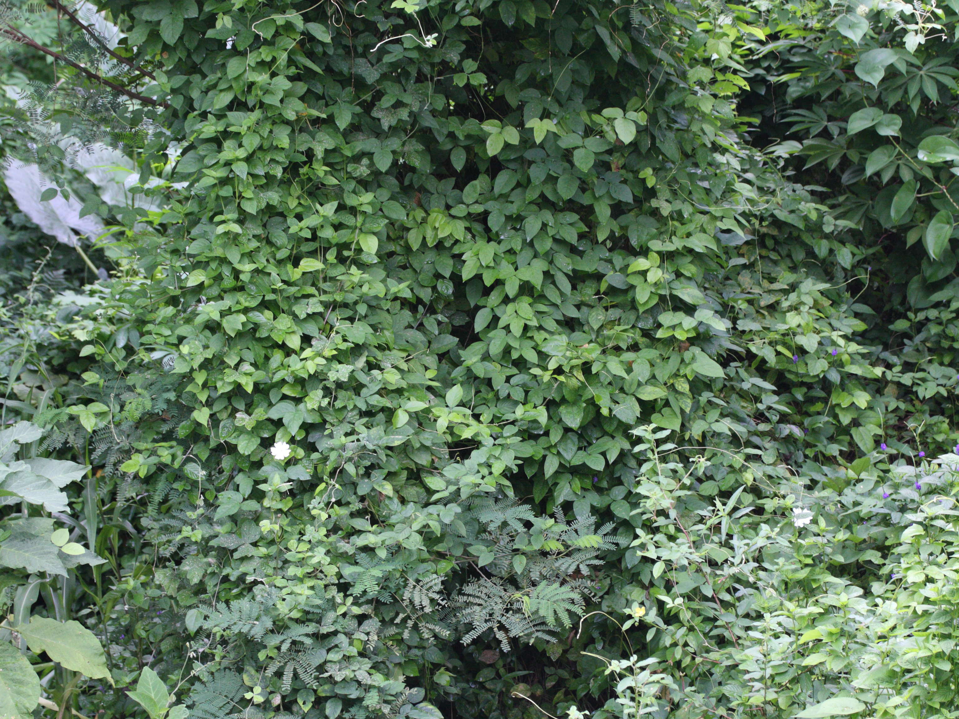 thunbergia_laevis5md