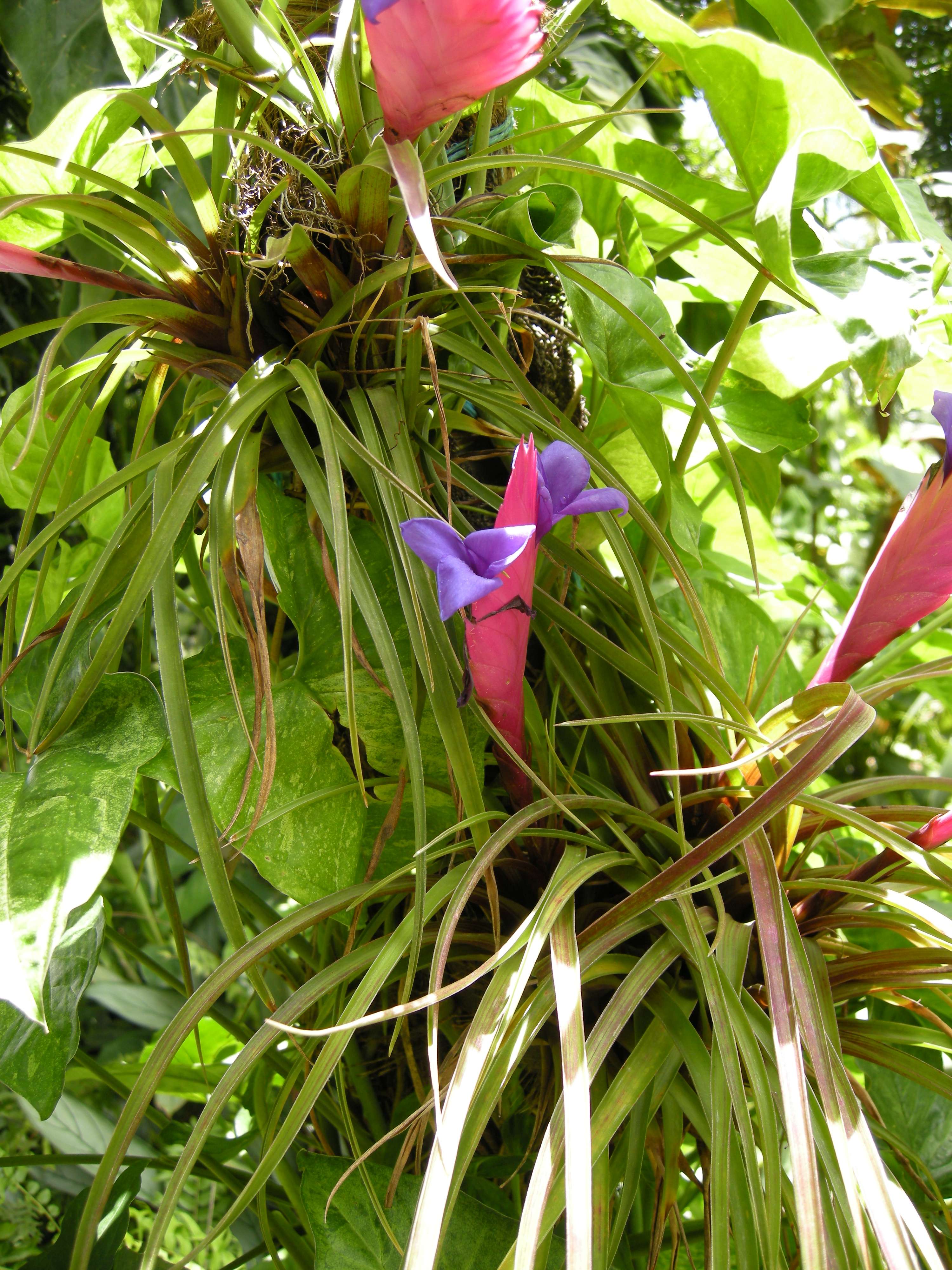 Afficher le média tillandsia_cyanea2md tillandsia_cyanea2md