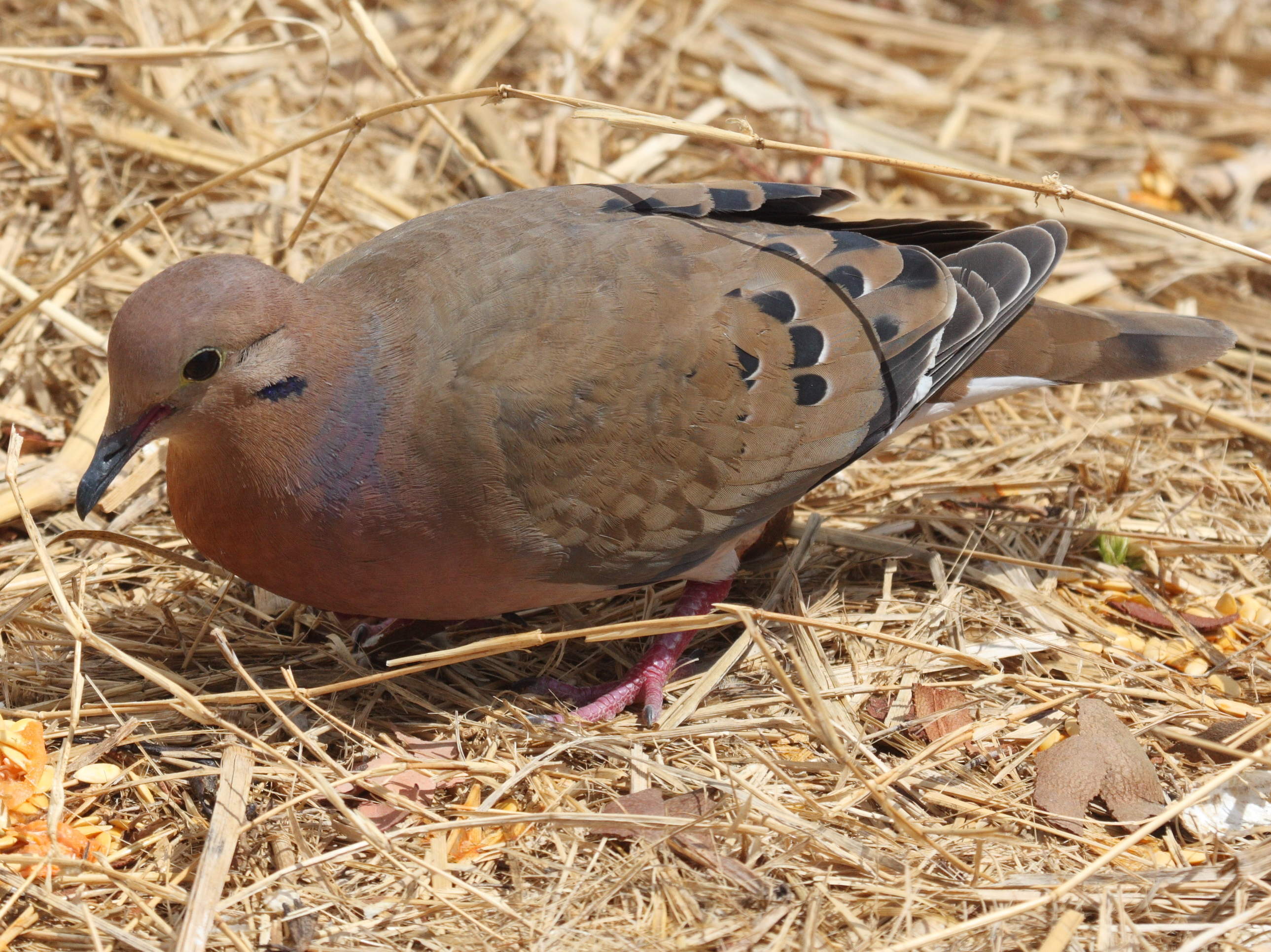 tourterelle_a_queue_carree_-_zenaida_aurita3bd