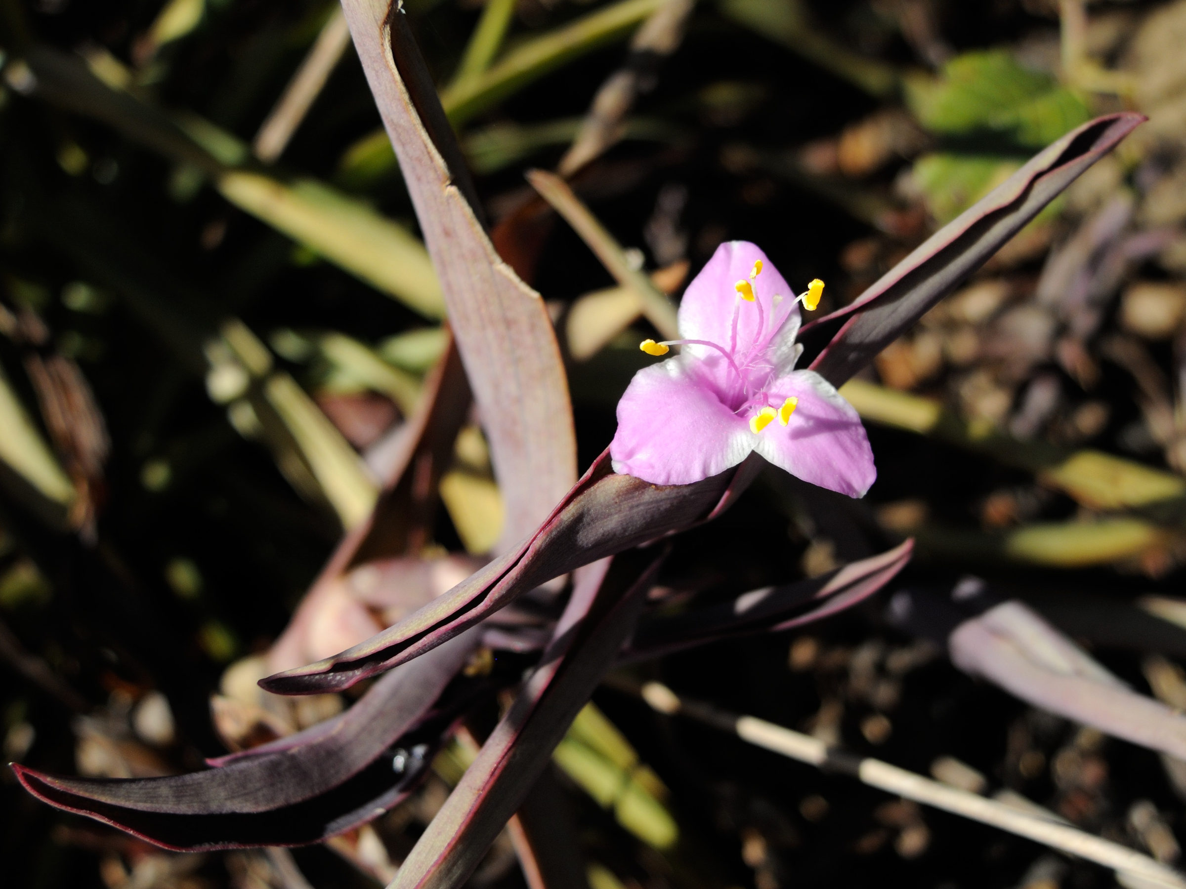 tradescantia_pallida6md