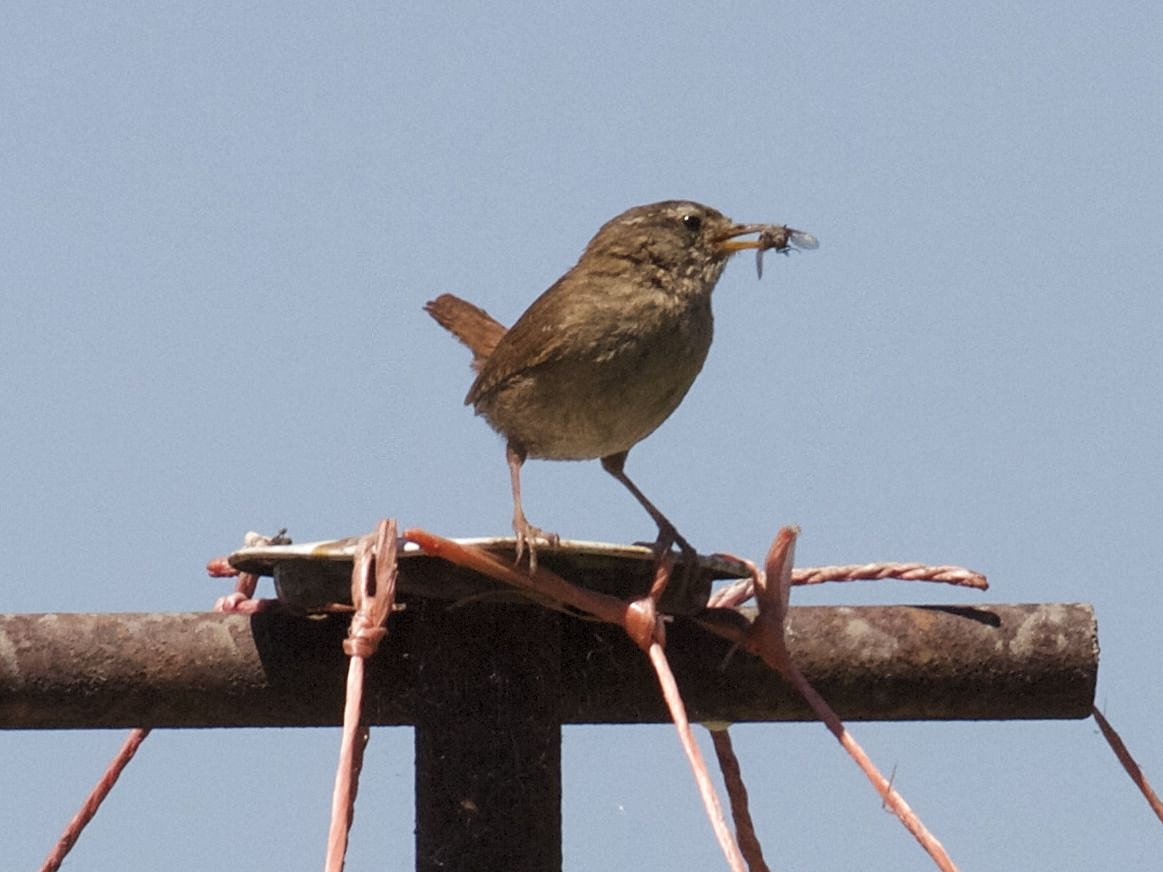 Afficher le média troglodyte_mignon_-_troglodytes_troglodytes6bd troglodyte_mignon_-_troglodytes_troglodytes6bd