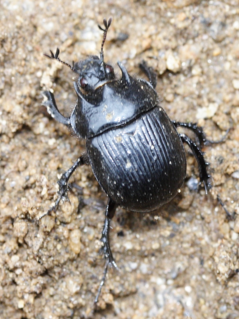 typhaeus_typhoeus1md