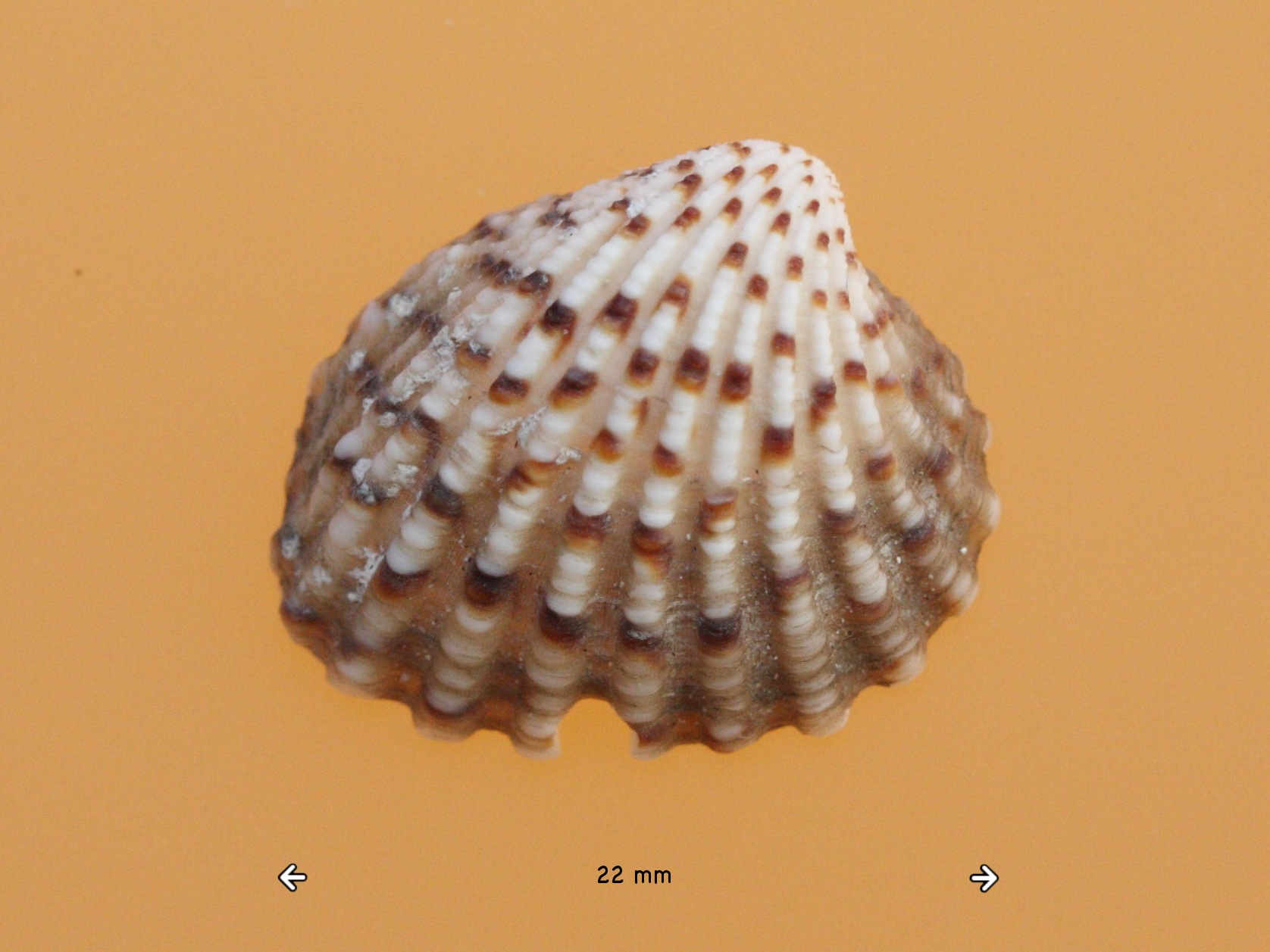 venericardia_antiquata3md