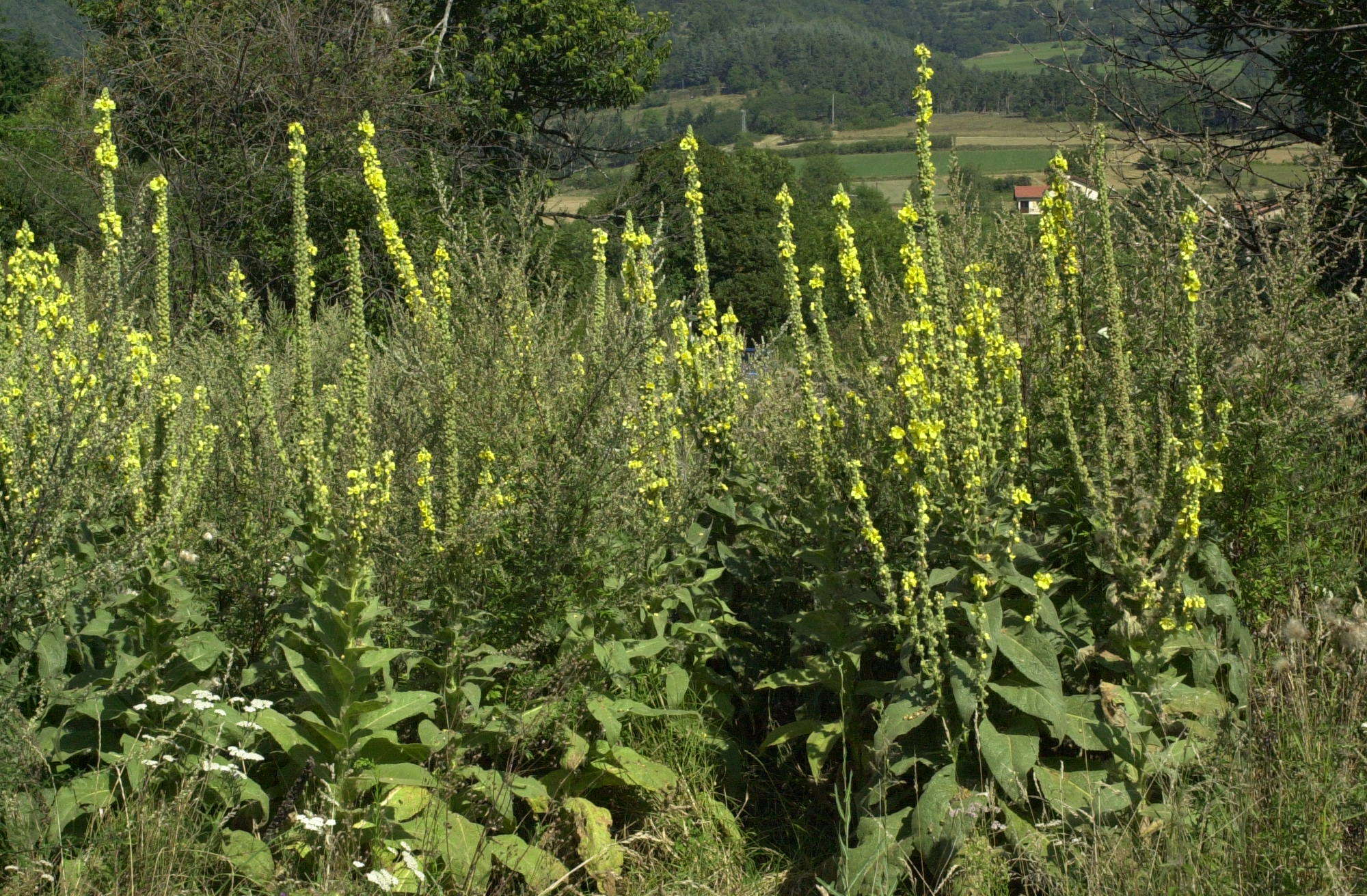Afficher le média verbascum_thapsus1bmd verbascum_thapsus1bmd