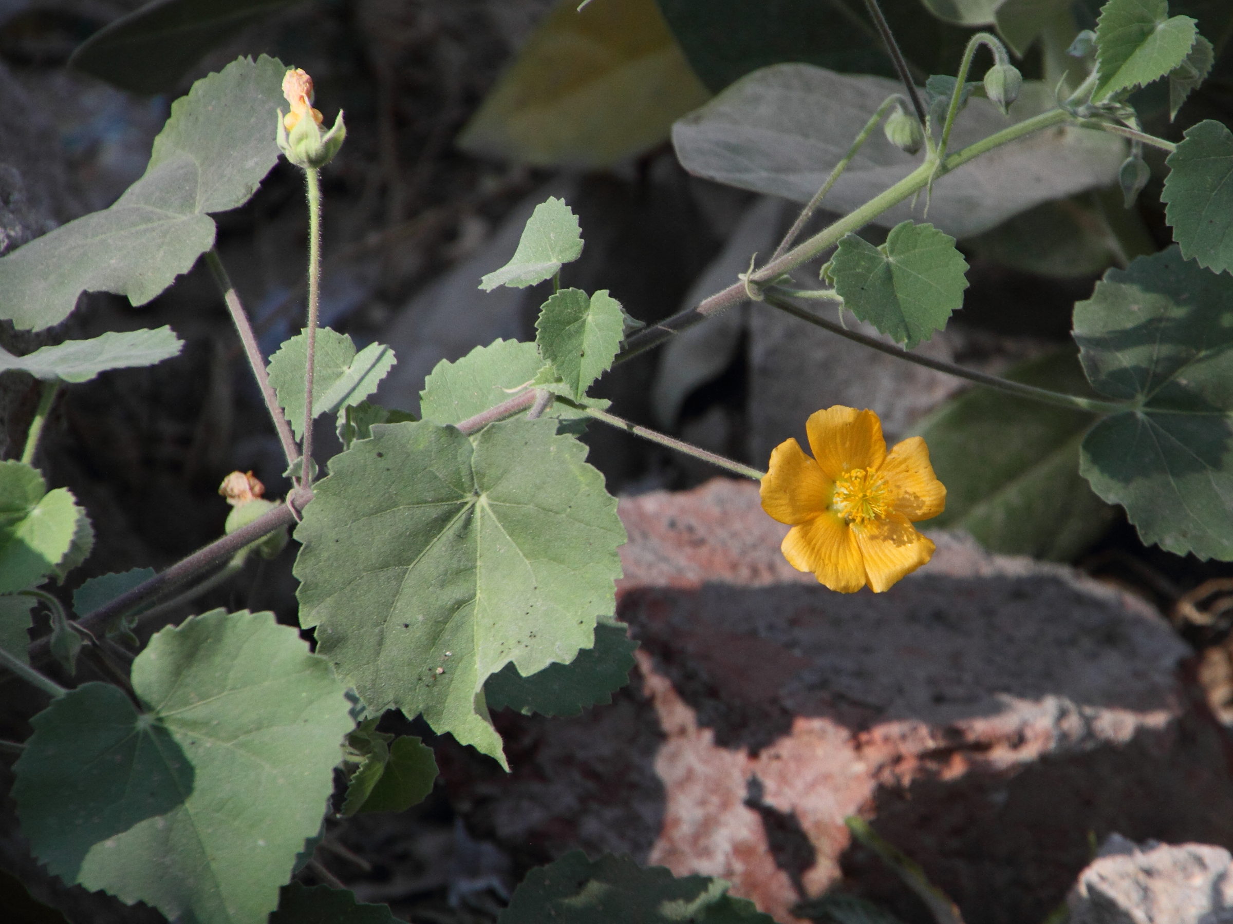 abutilon_indicum6md