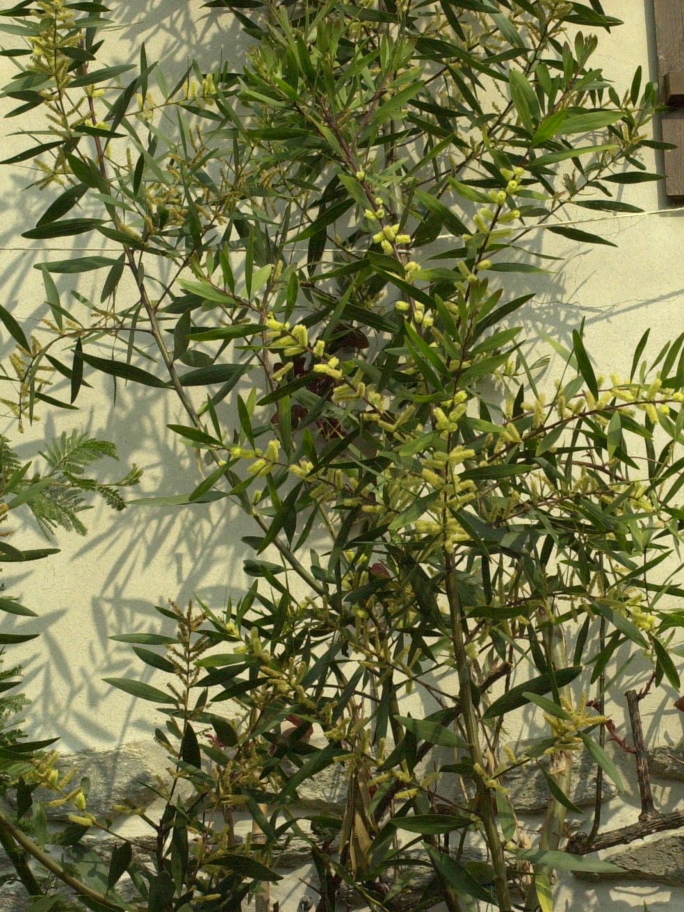acacia_longifolia2md