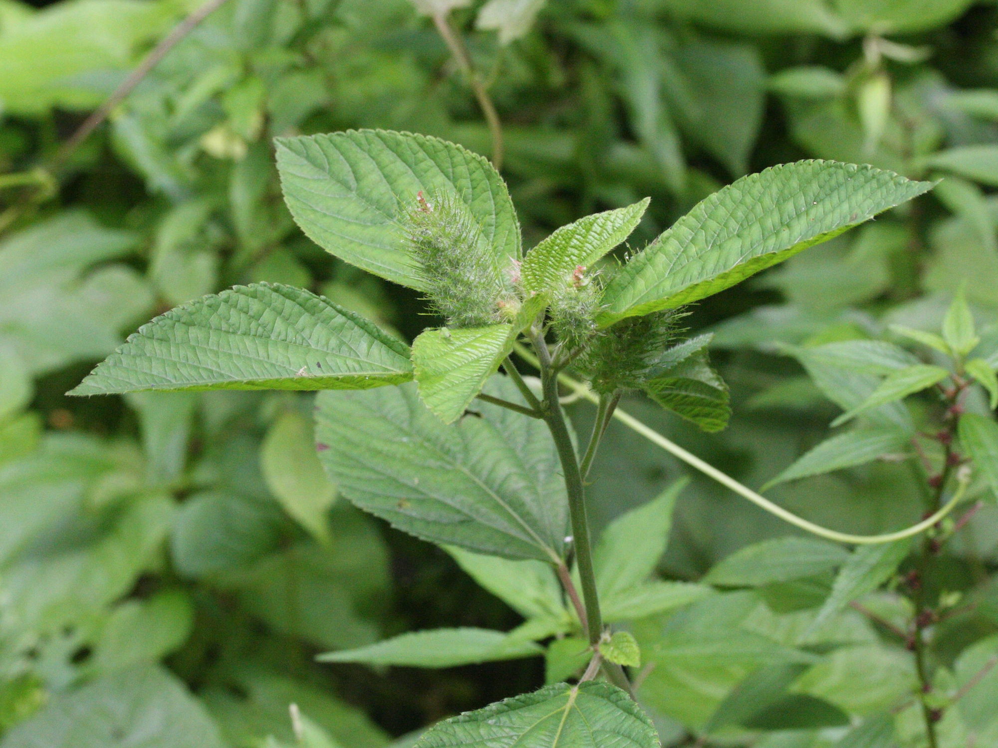 acalypha_arvensis1md