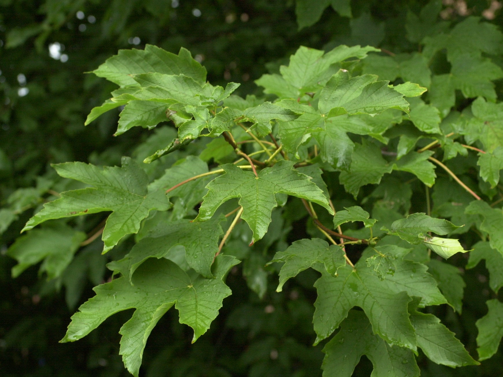 acer_pseudoplatanus2md