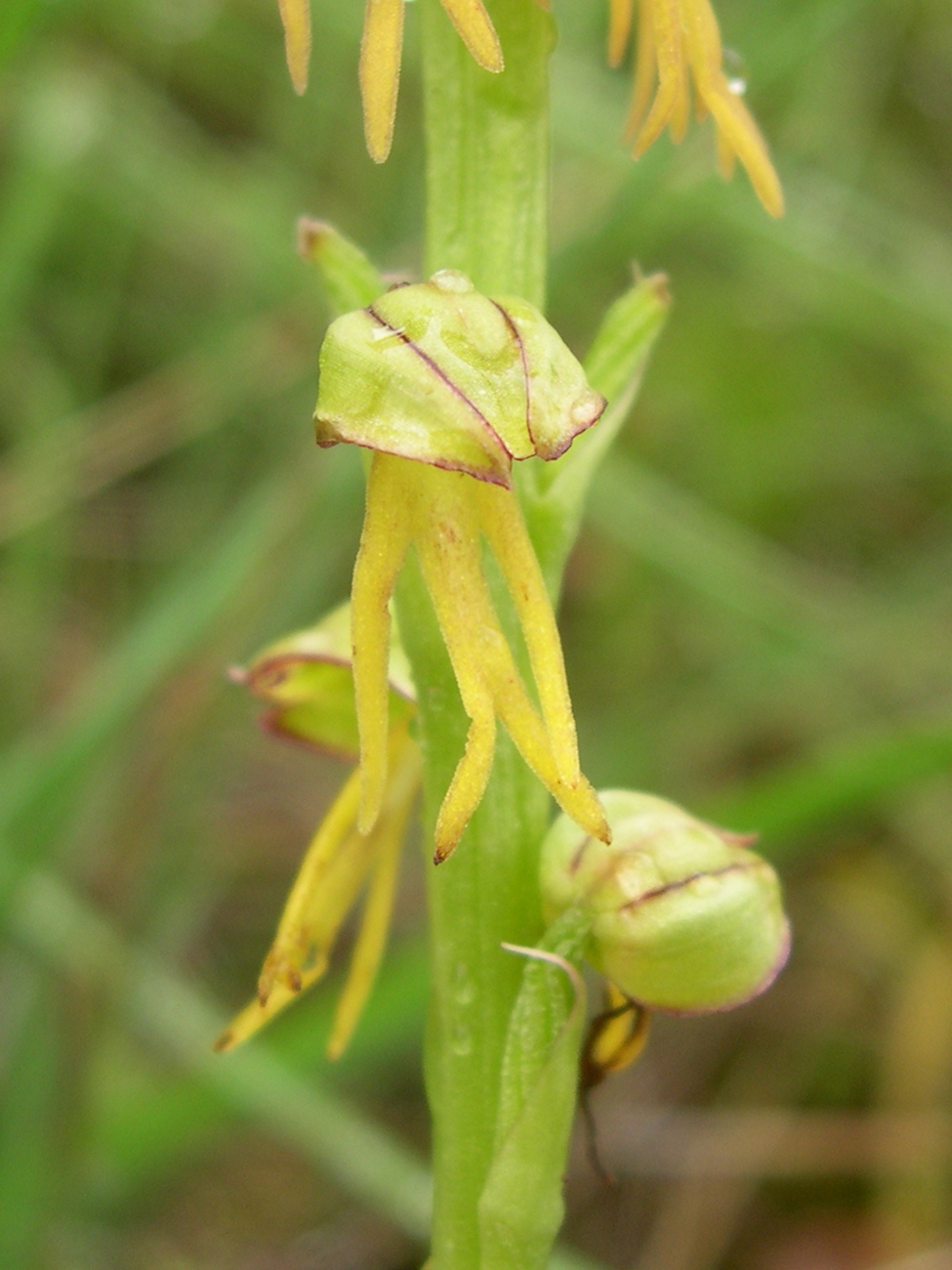 Afficher le média aceras_anthropophorum6sd aceras_anthropophorum6sd