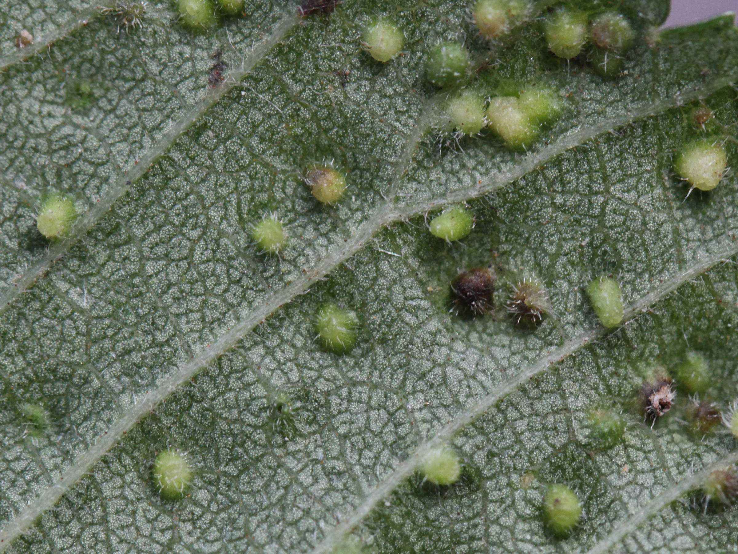 aceria_ulmicola_galle2md