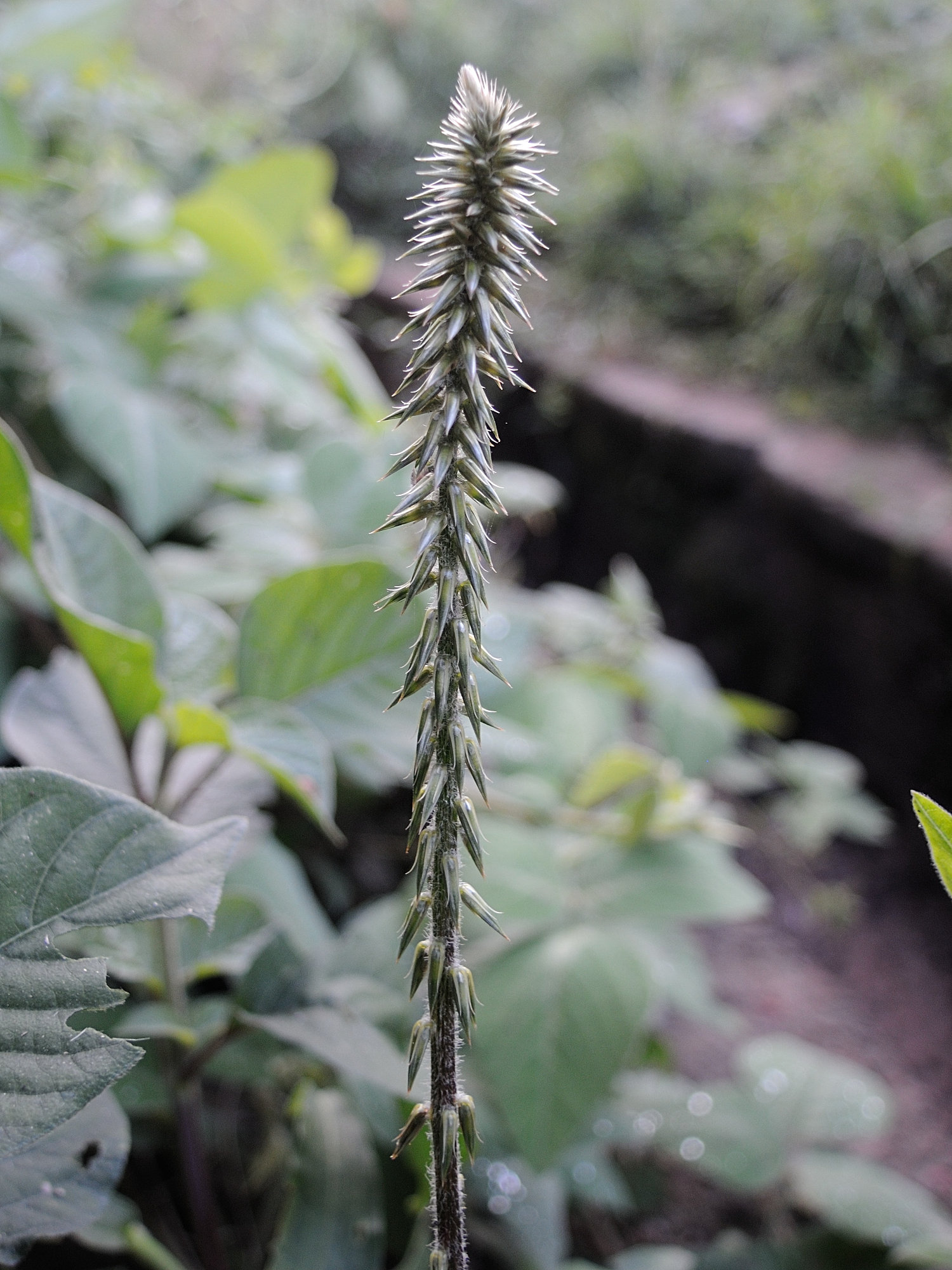 achyranthes_aspera5md