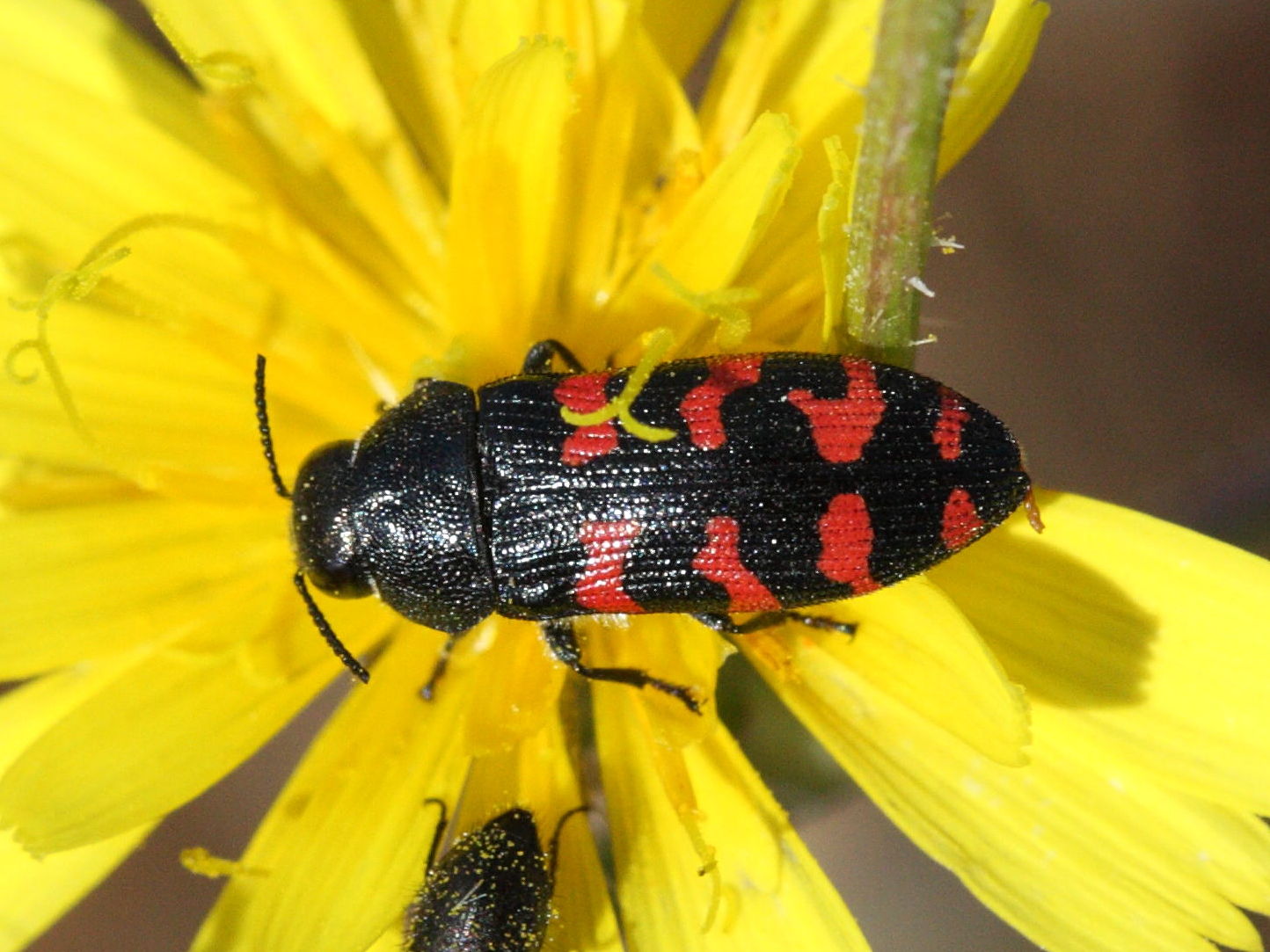 acmaeodera_quadrizonata1md