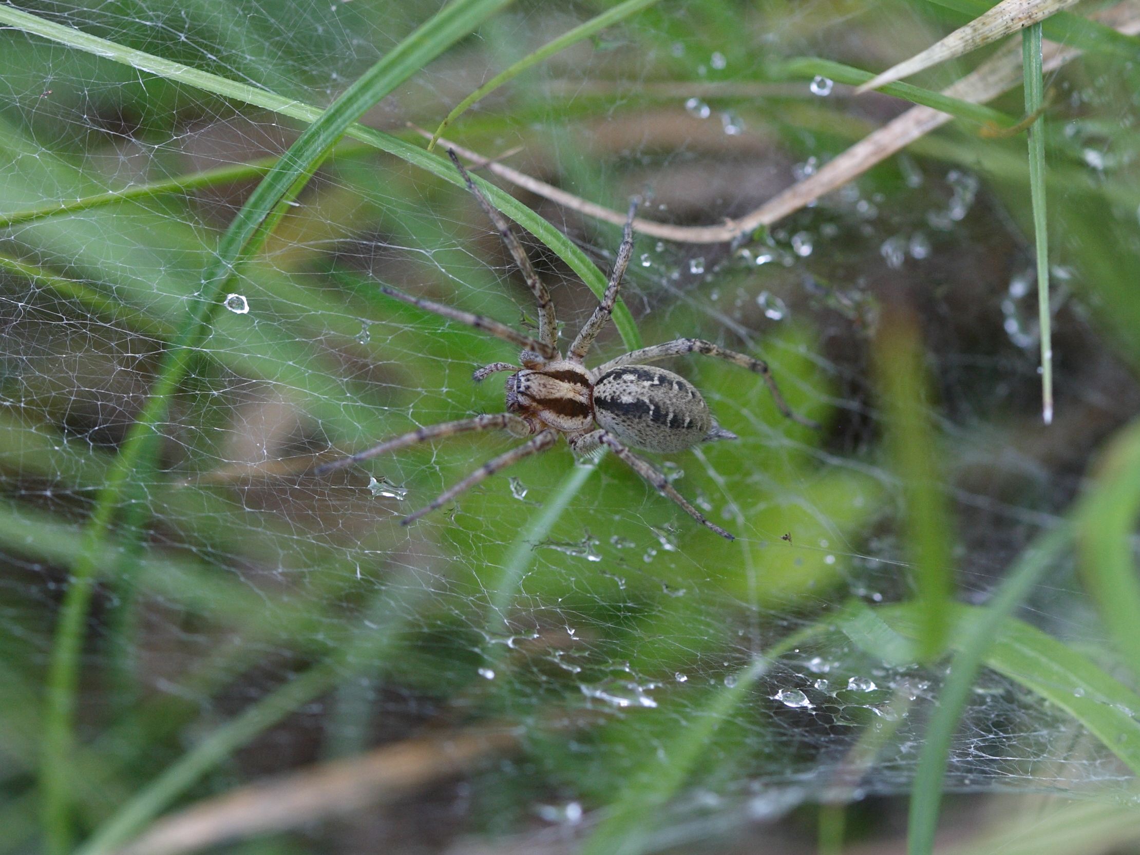agelena_labyrinthica3sd
