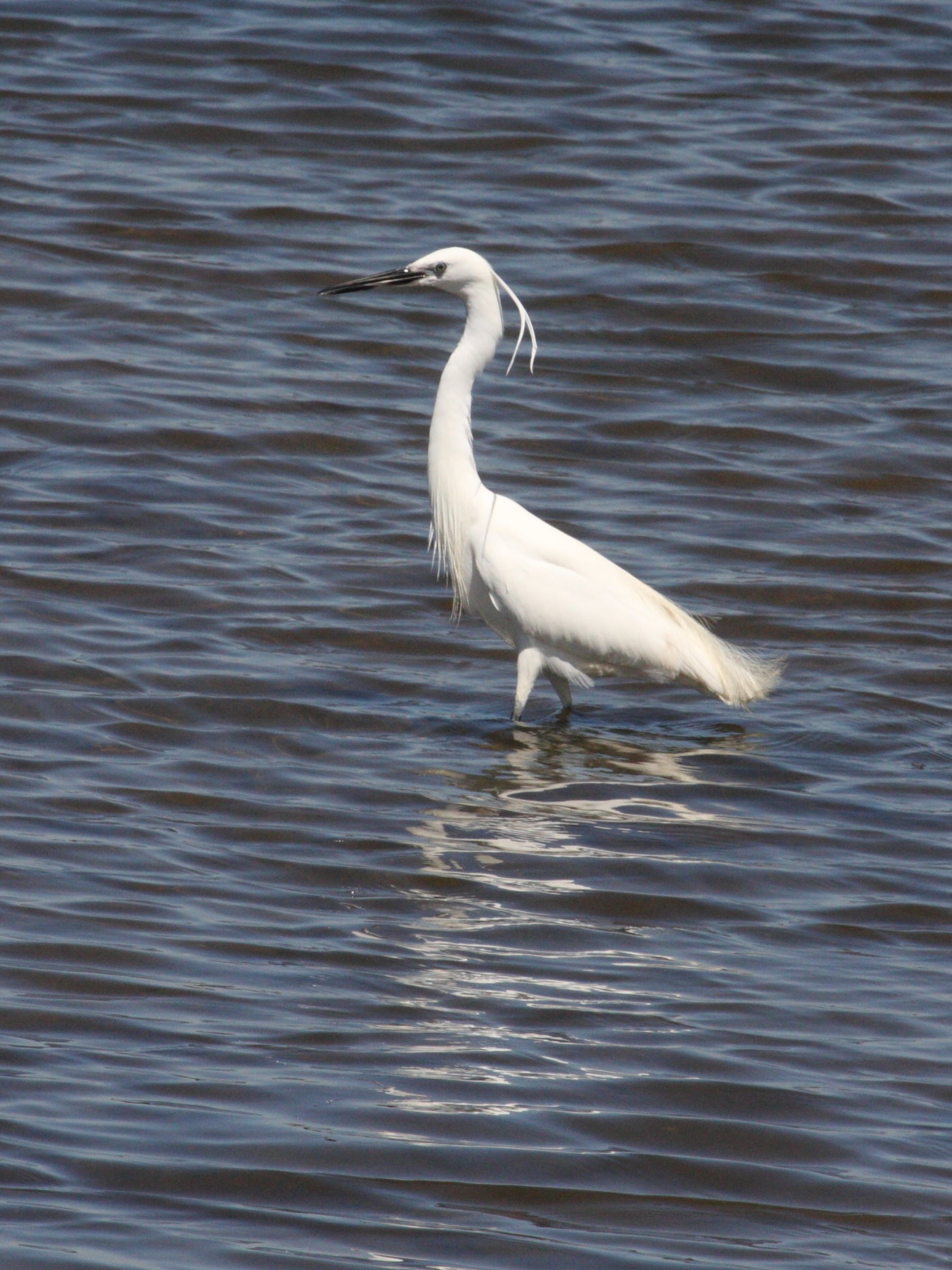 aigrette_garzette_-_egretta_garzetta1md