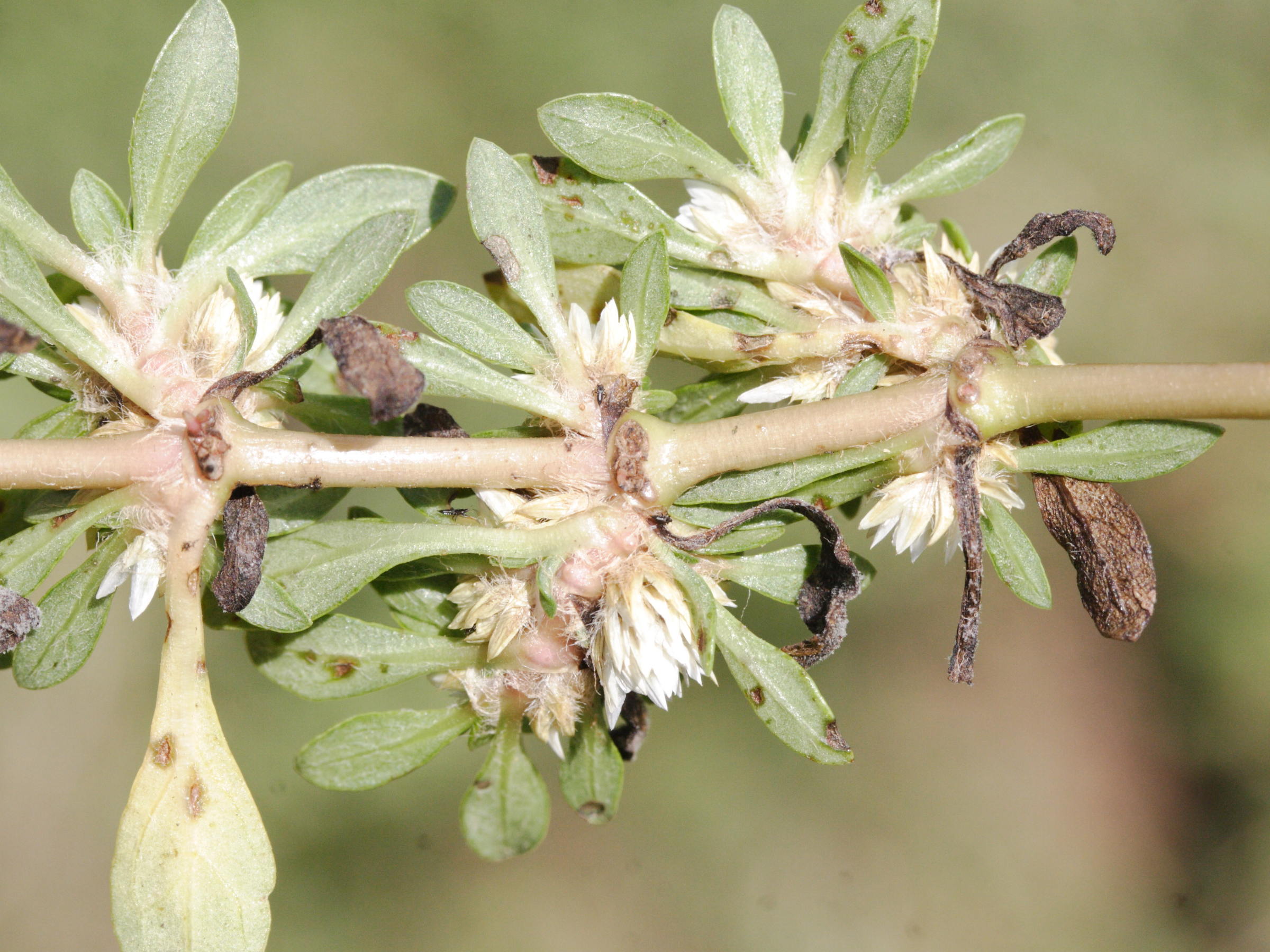 alternanthera_paronychioides4md