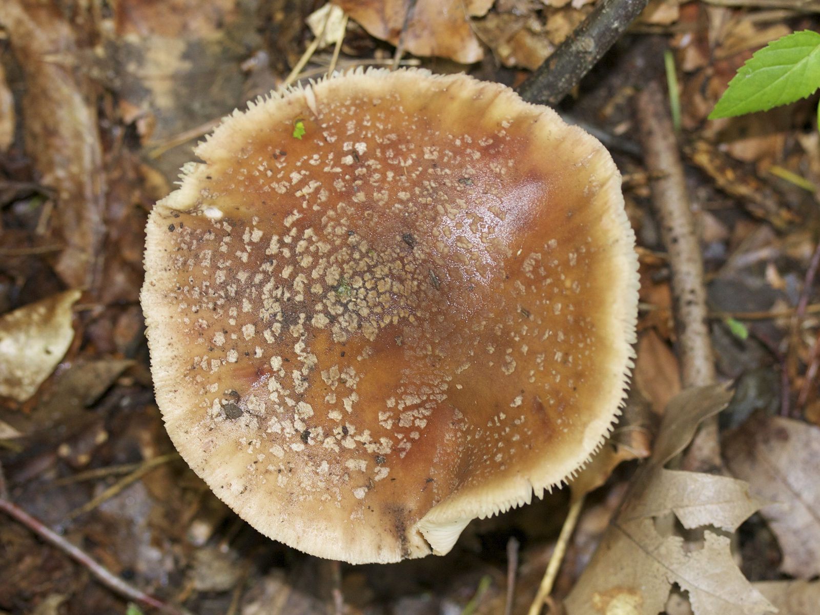 Afficher le média amanita_rubescens6md amanita_rubescens6md