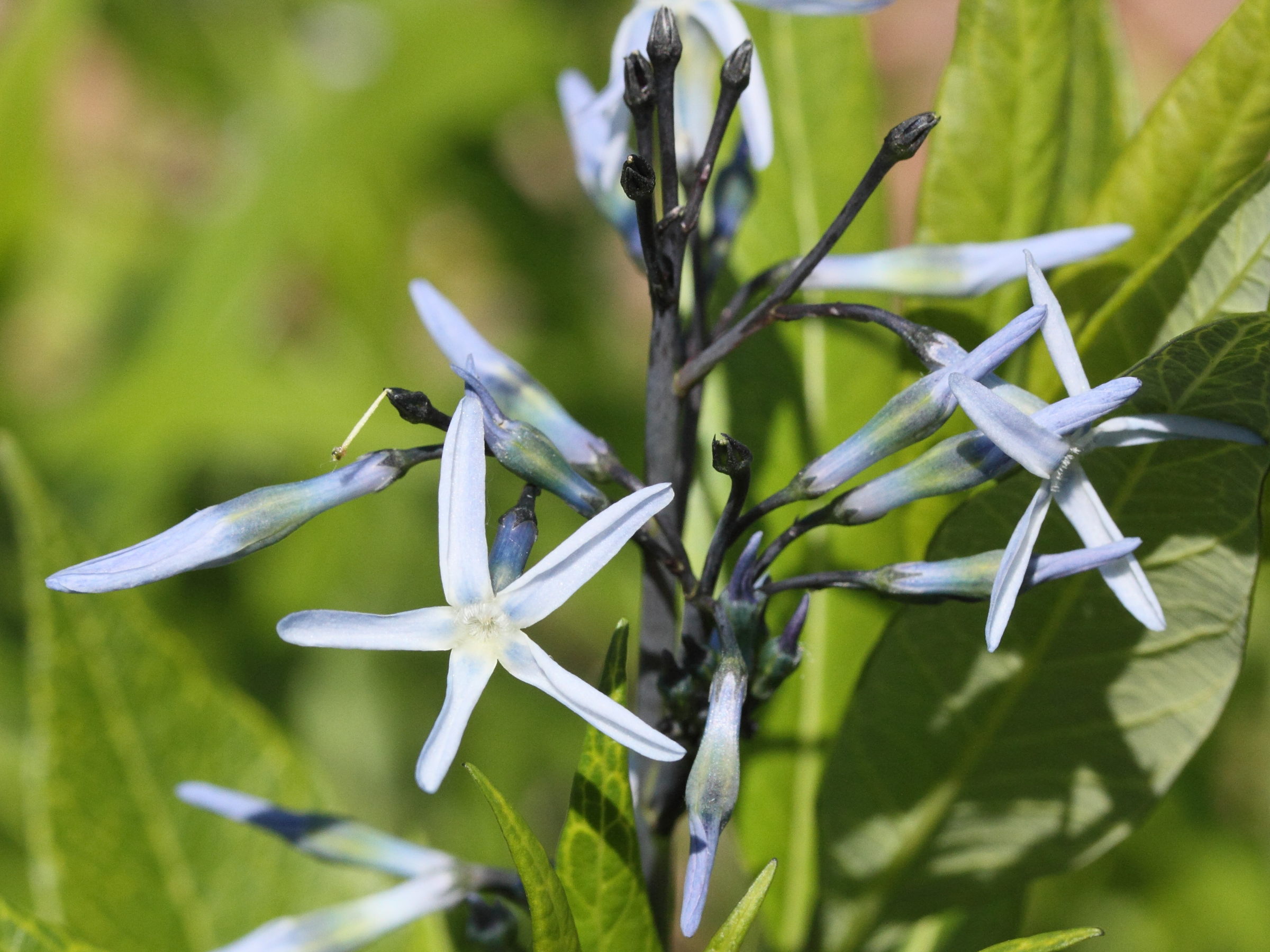 amsonia_tabernaemontana2md
