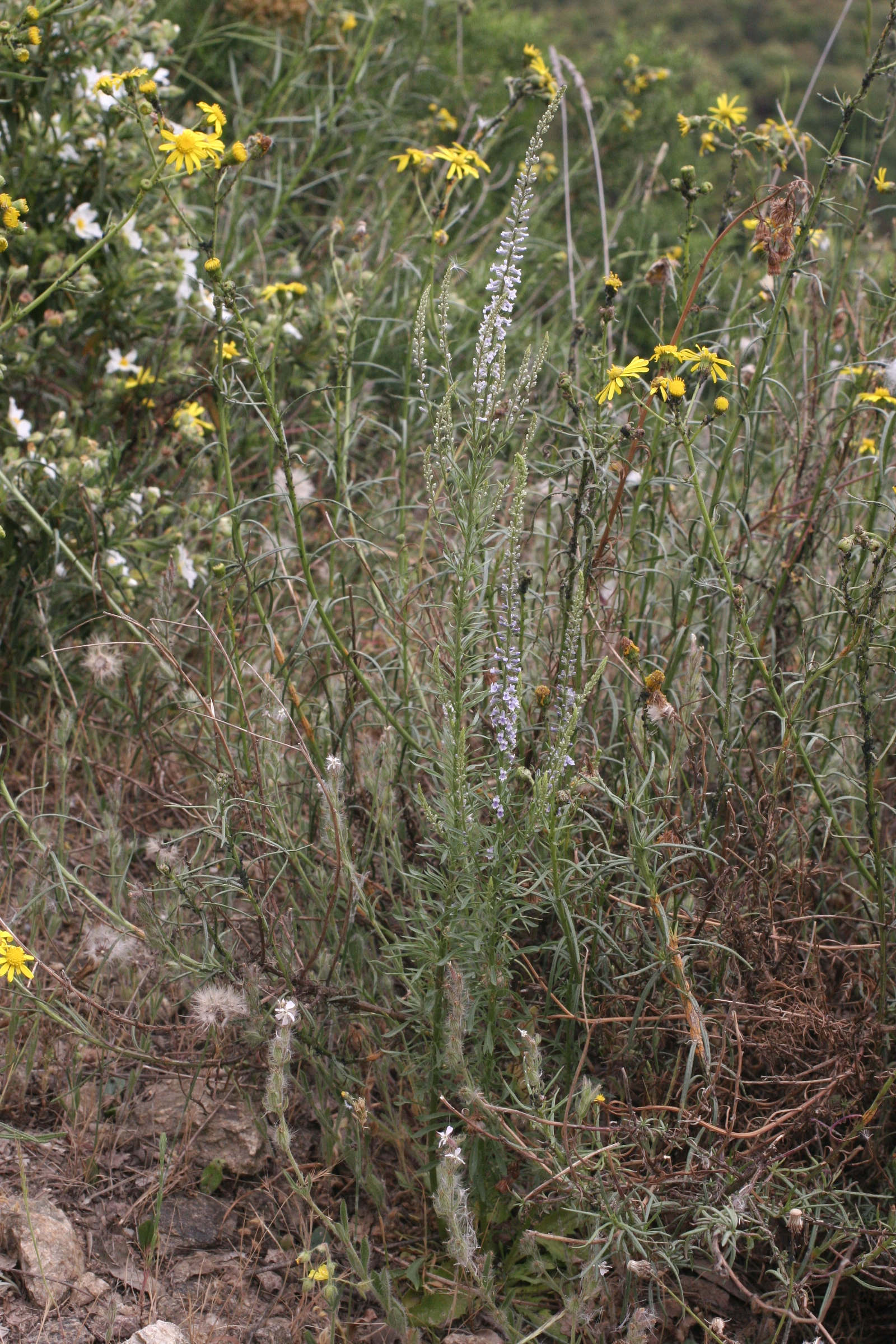 Afficher le média anarrhinum_bellidifolium1bmd anarrhinum_bellidifolium1bmd