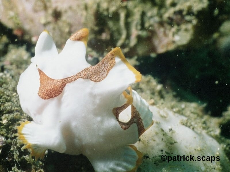 Afficher le média antennarius_maculatus1ps antennarius_maculatus1ps