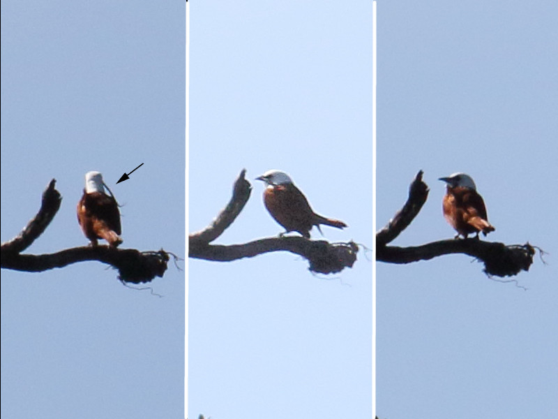 araponga_tricaroncule_-_procnias_tricarunculatus1bd