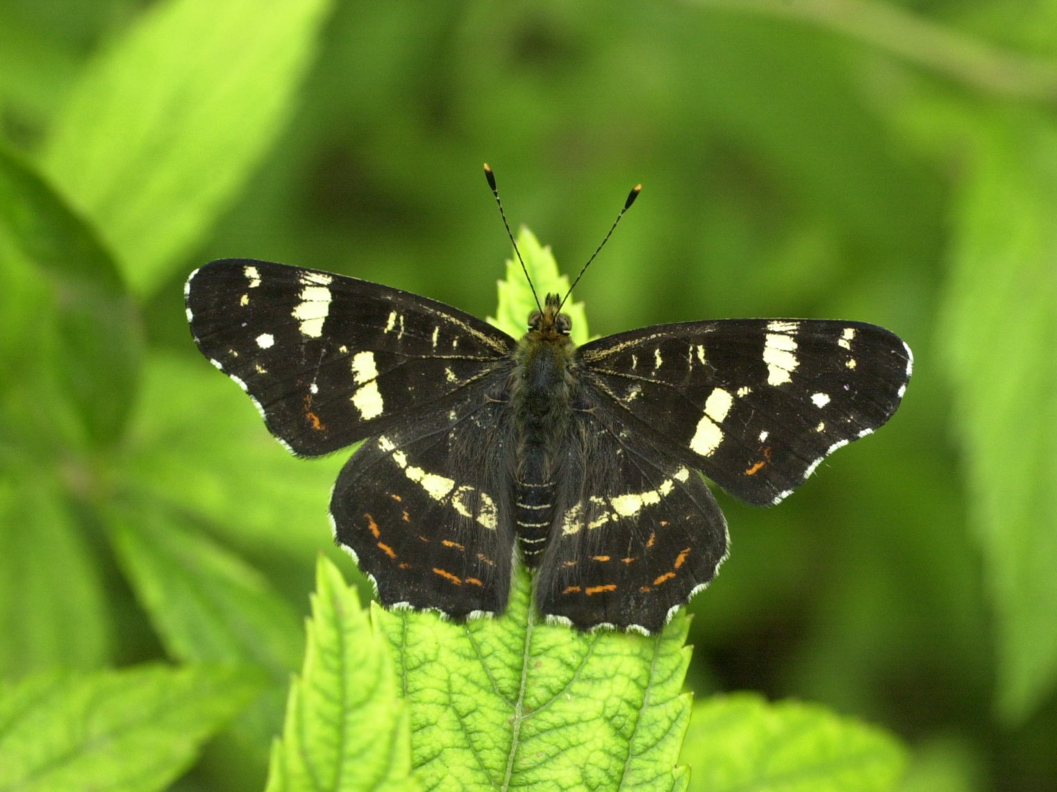 araschnia_levana_prorsa1md