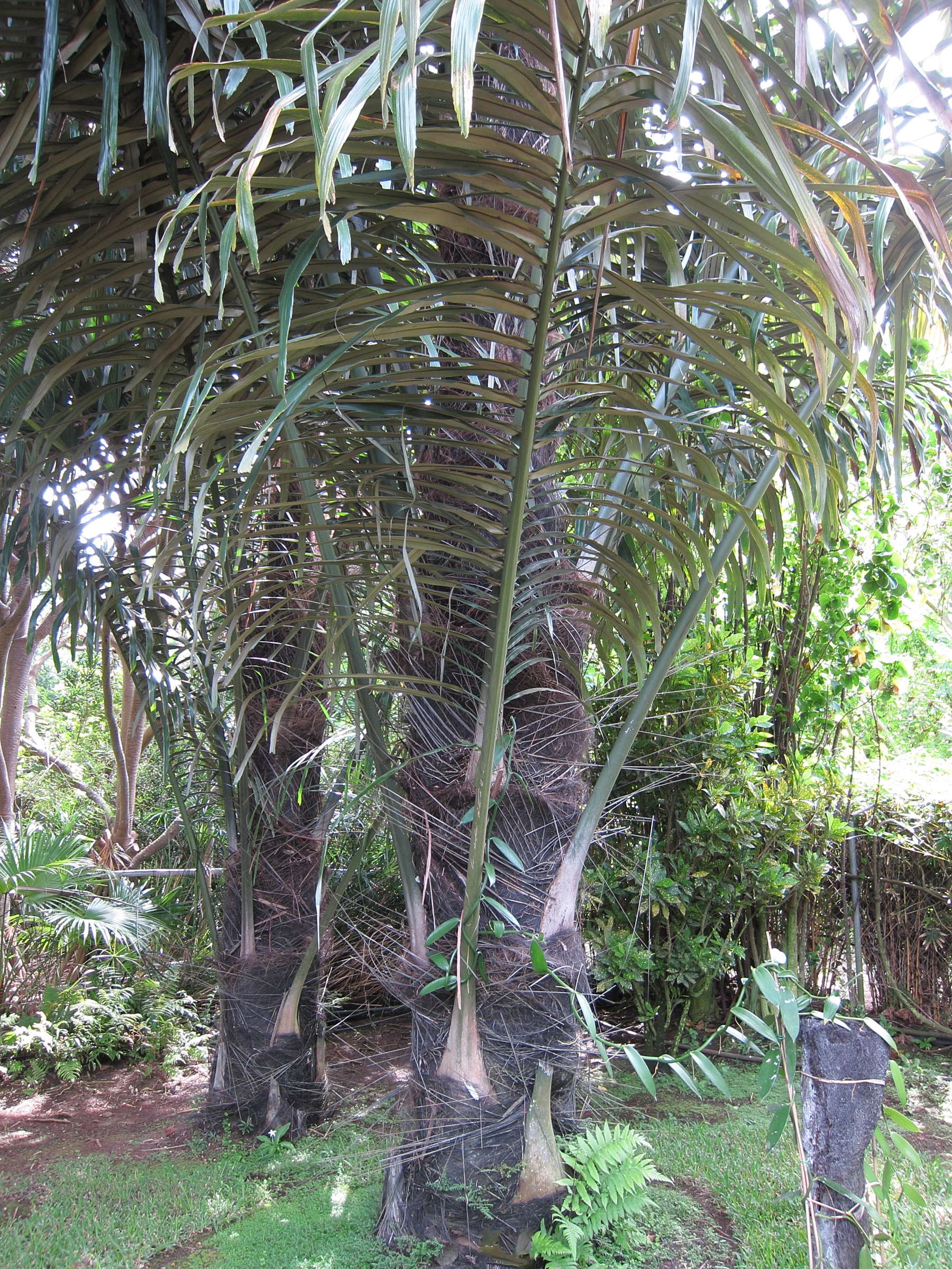 arenga_pinnata1bd