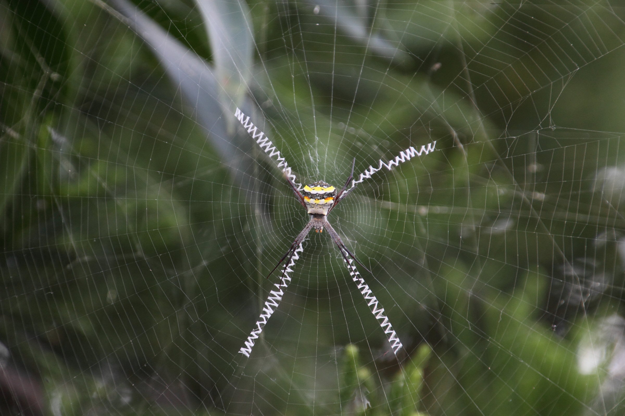 Argiope_anasurja