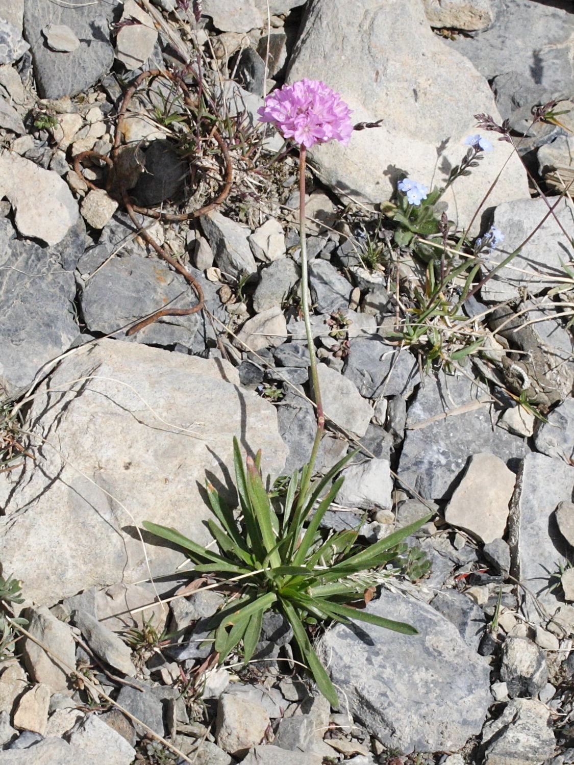 Afficher le média armeria_alpina4md armeria_alpina4md