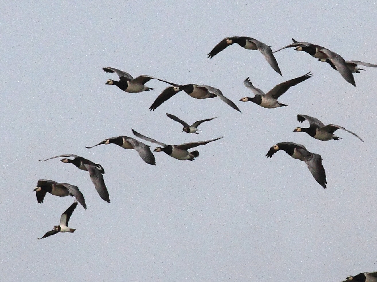 bernache_nonnette_-_branta_leucopsis5bd