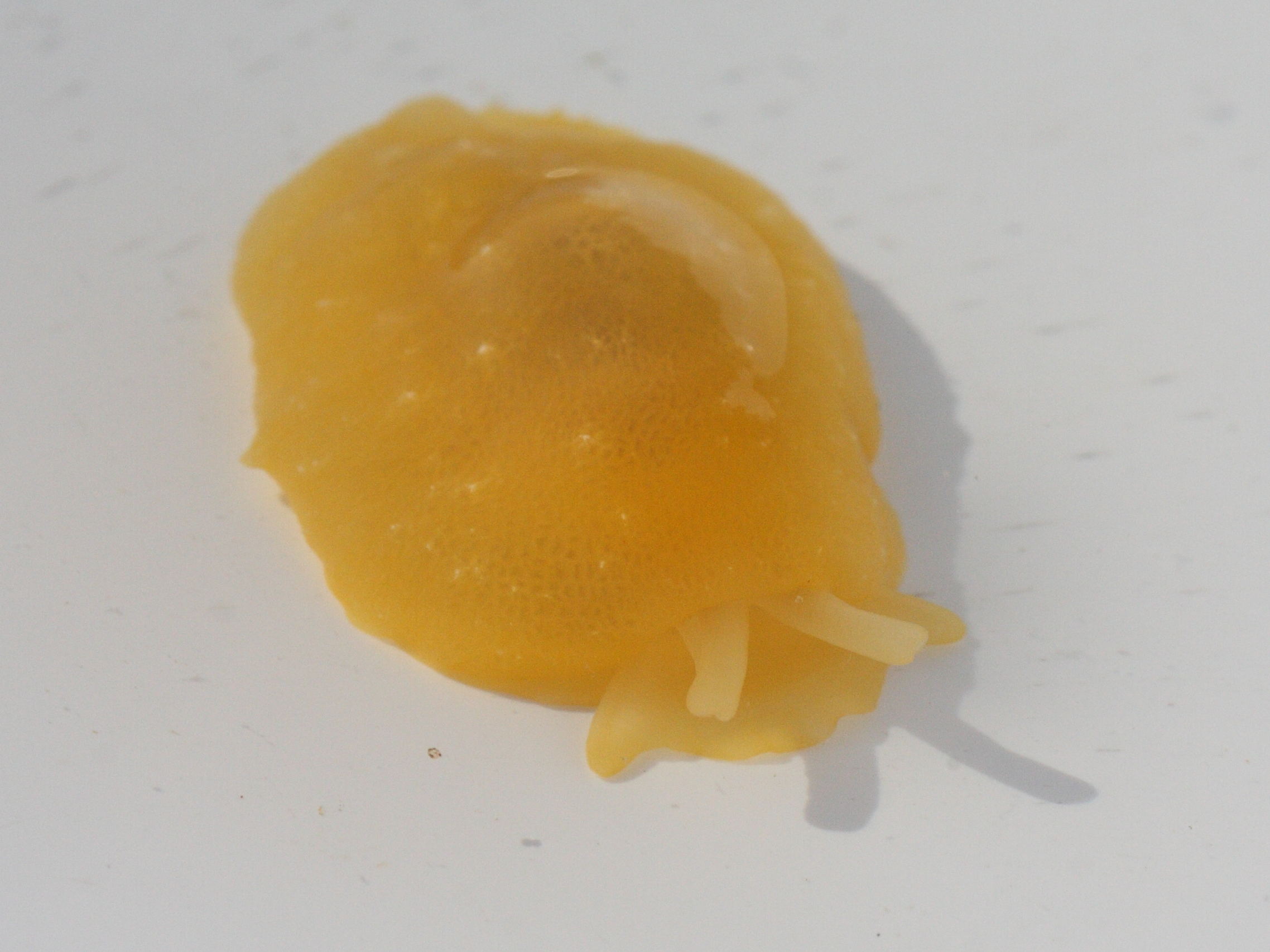 berthella_plumula3md