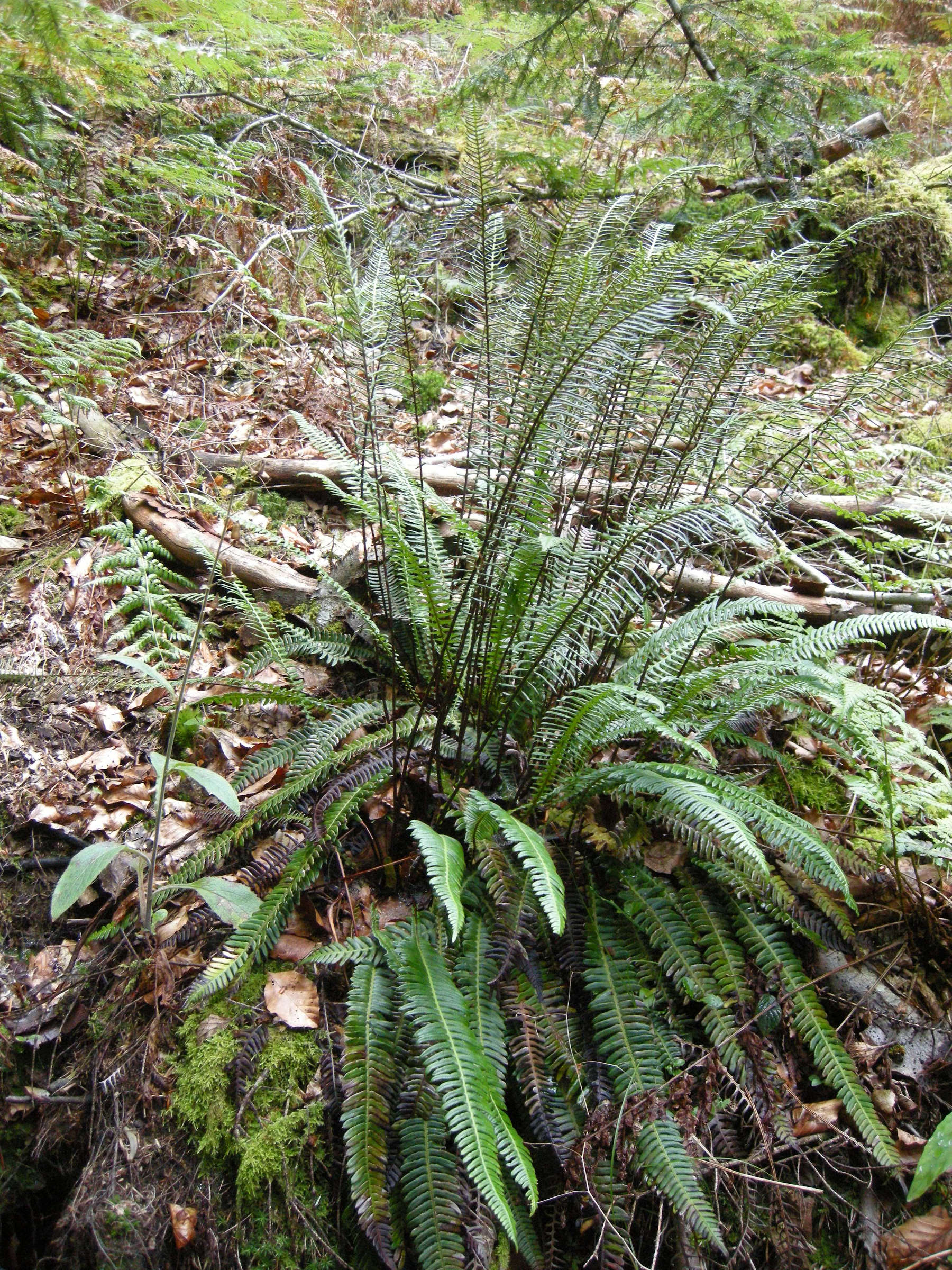 blechnum_spicant4md