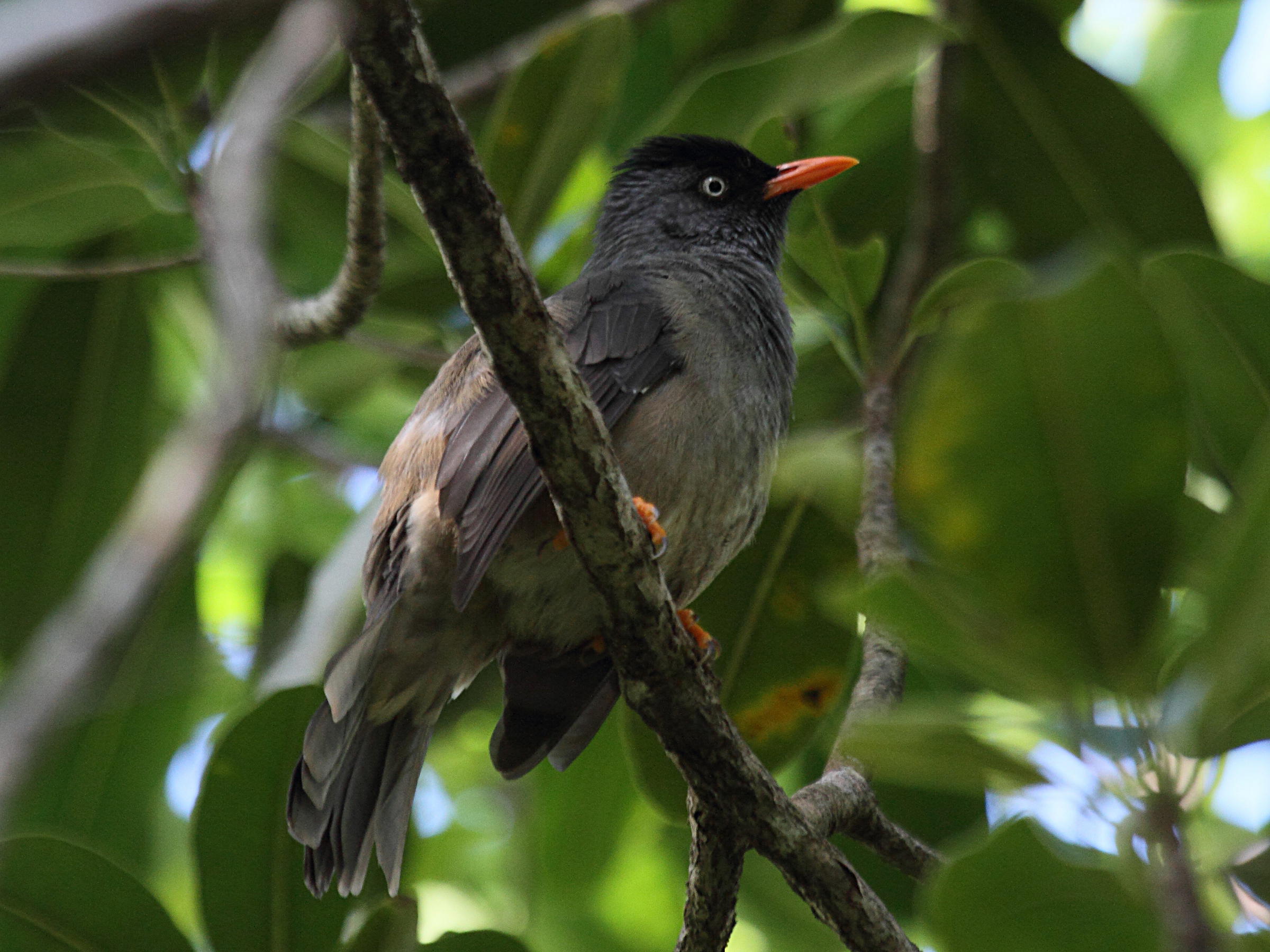 Afficher le média bulbul_de_la_reunion_-_hypsipetes_borbonicus1bd bulbul_de_la_reunion_-_hypsipetes_borbonicus1bd